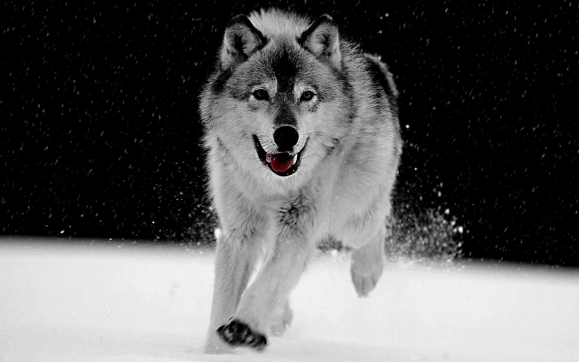 Free Download Big Wolf Gray Wallpaper 1920x1200 For Your Desktop