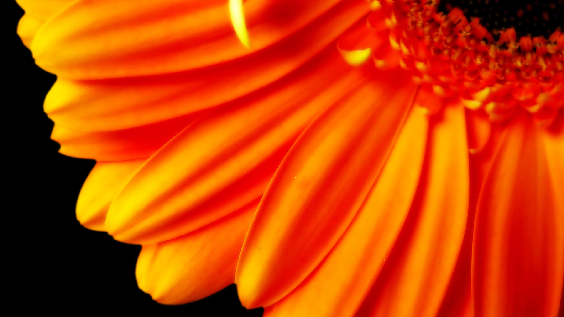 Pure Orange Flower 1080p Wallpaper HD
