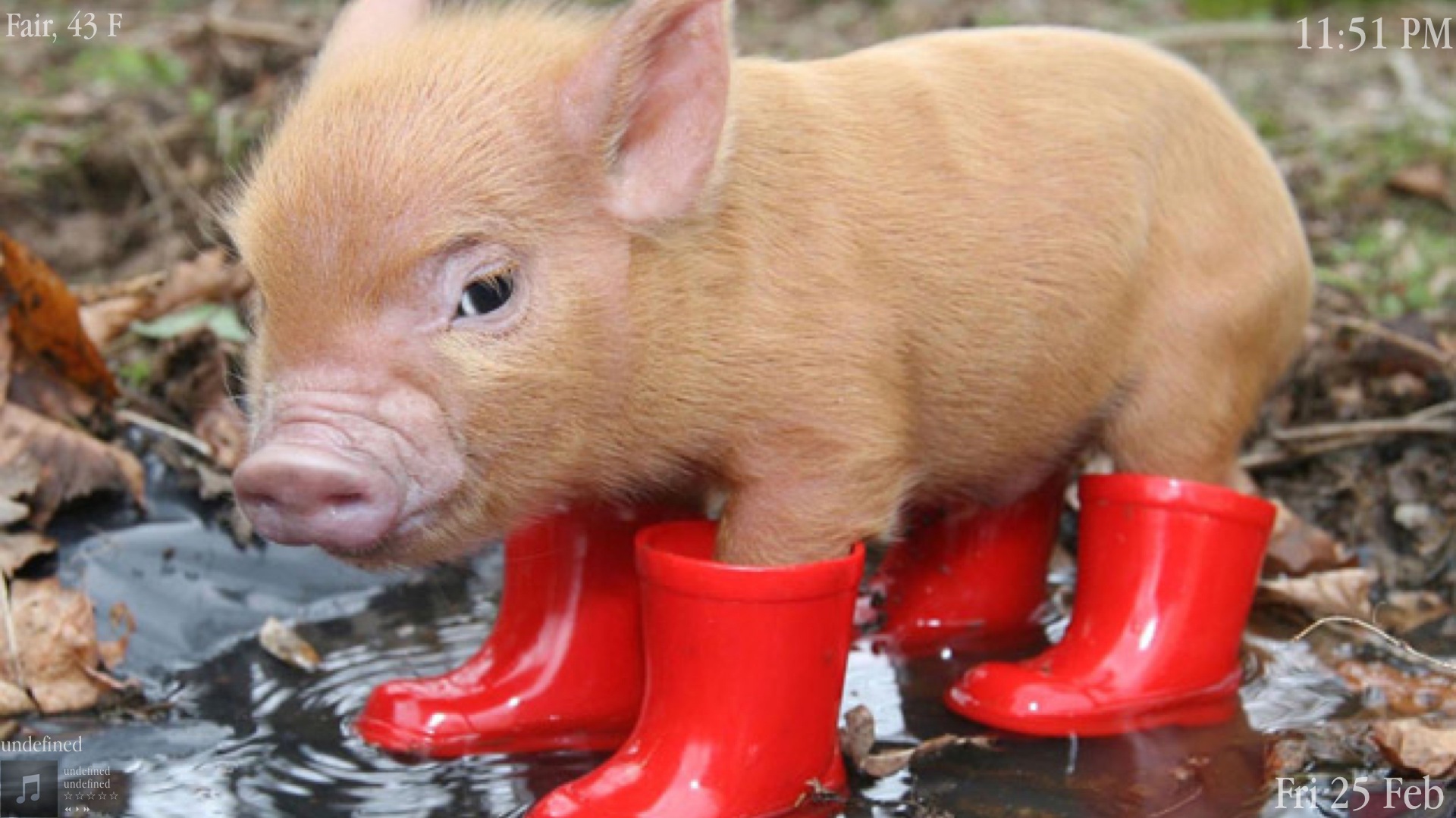 Pig In Boots Desktop Wallpaper