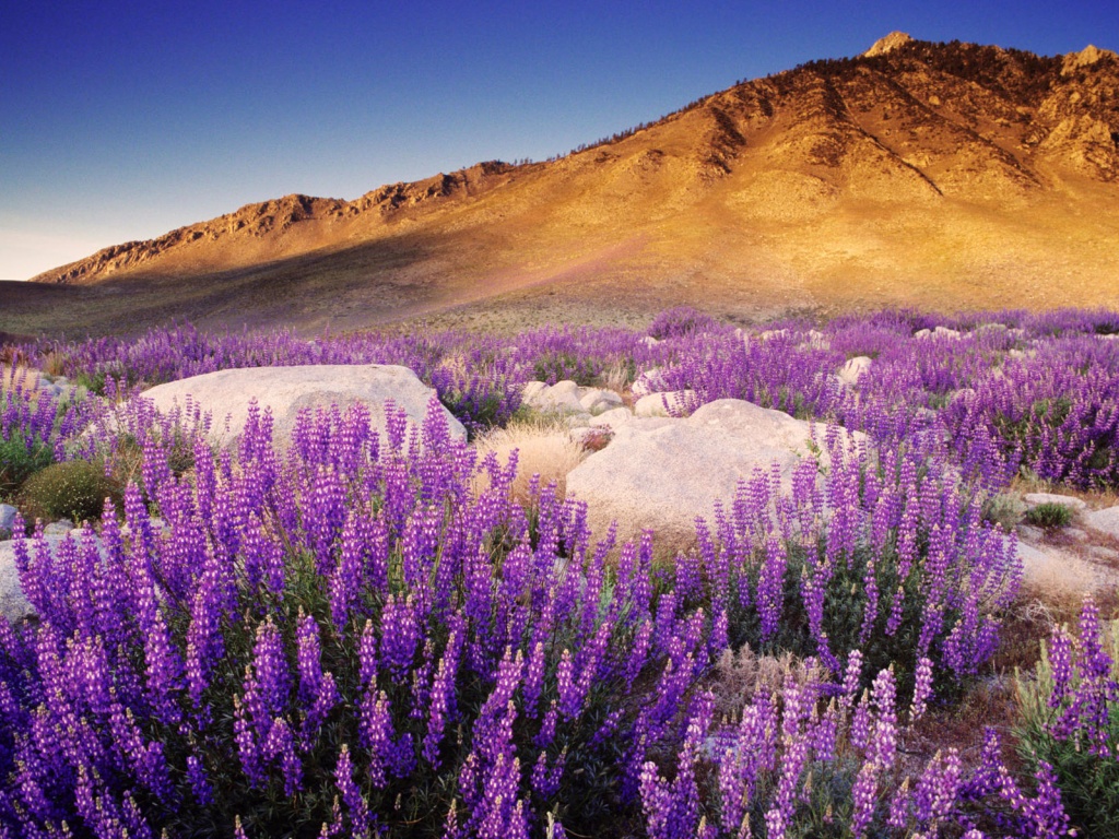 Purple Mountain Flowers Desktop Pc And Mac Wallpaper