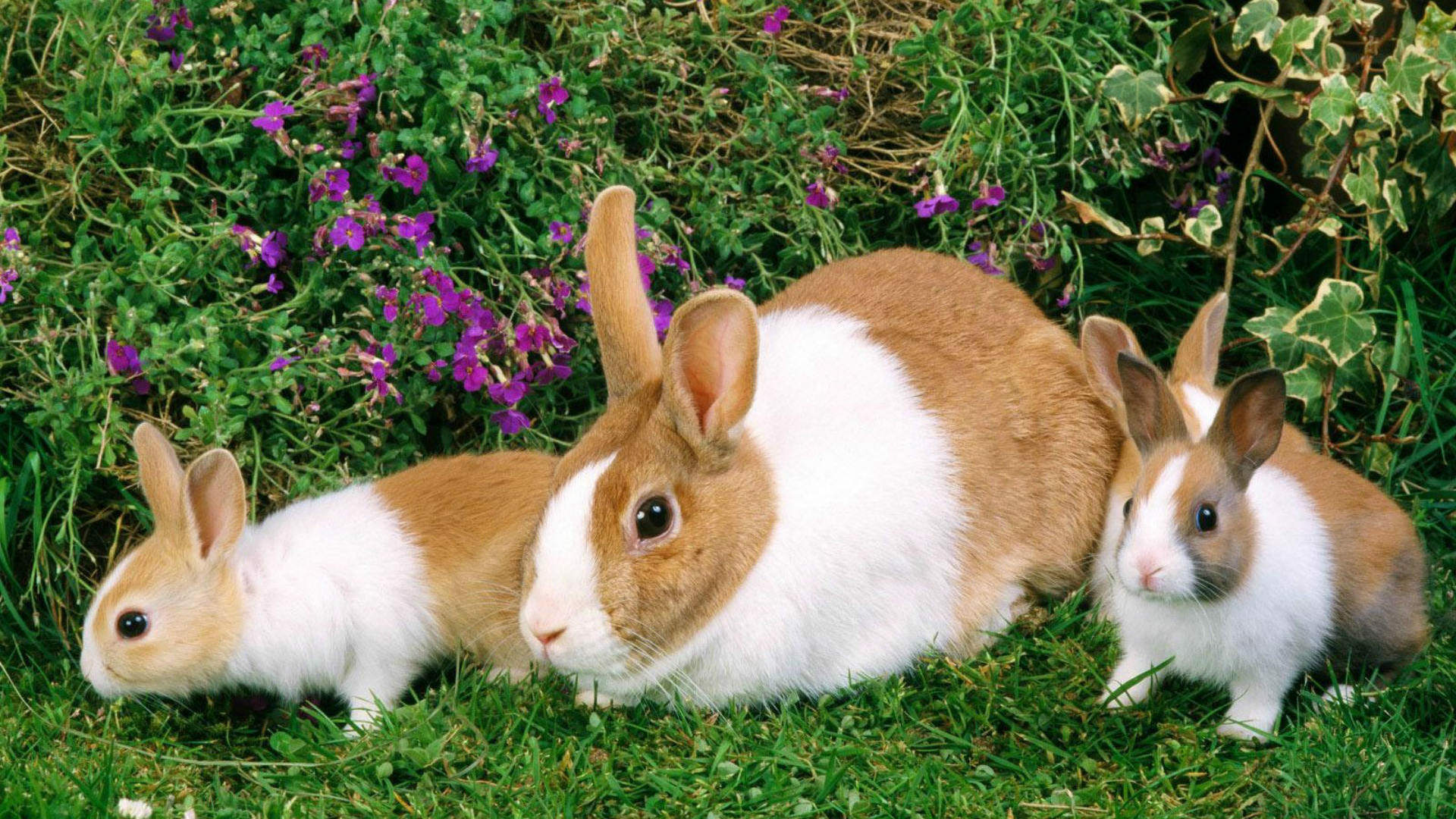 Rabbit HD Wallpaper Pictures