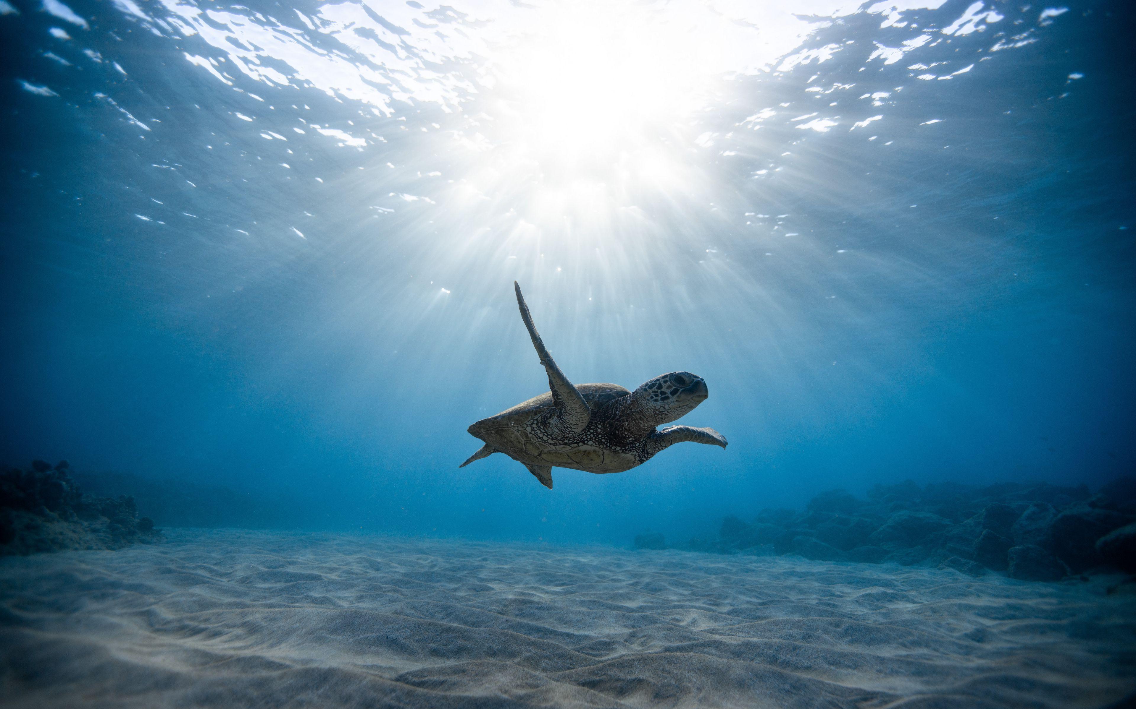 Wallpaper Skull Sea Turtle Underwater World