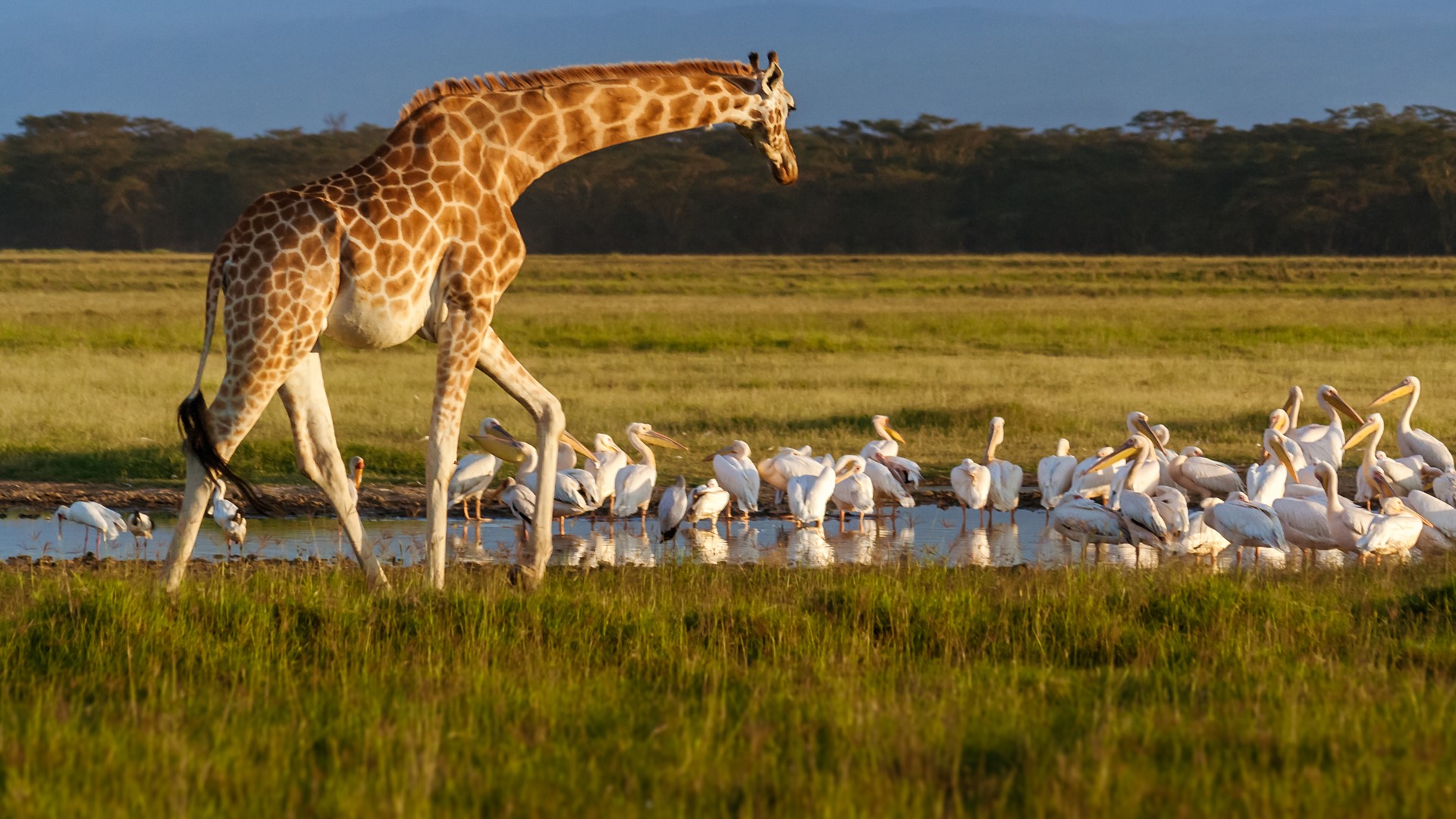 Rothschild S Giraffe Giraffa Camelopardalis And Pelicans In Lake