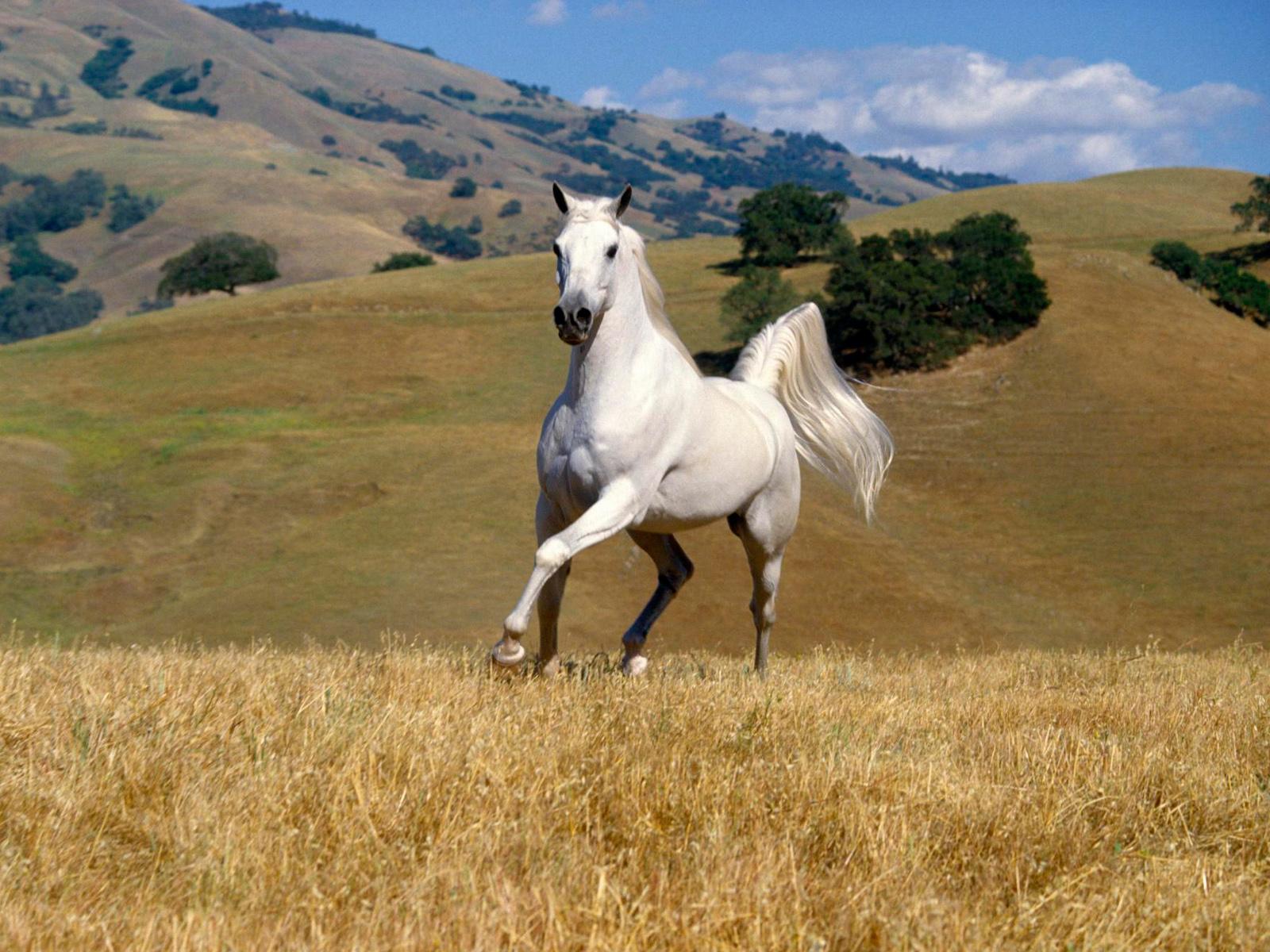 Wallpaper Of A White Horse Galloping In Field