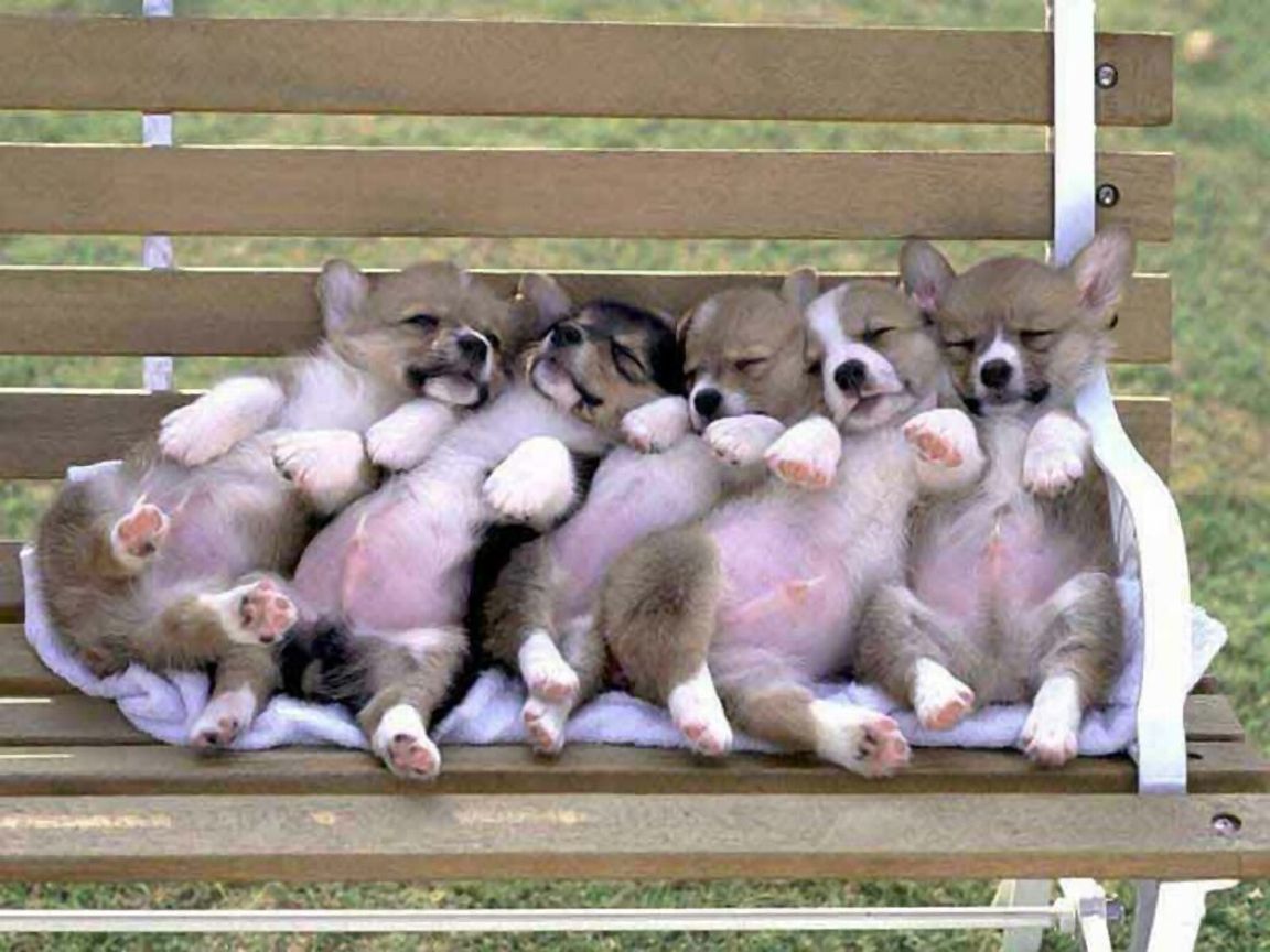 Welsh Corgi Cute Puppies Dog Wallpaper For Your Puter Desktop