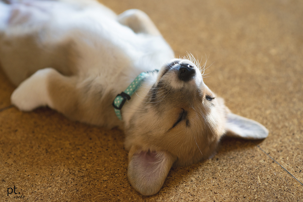 Cute Corgi Puppy Wallpaper Sleep Family Dogs Pets