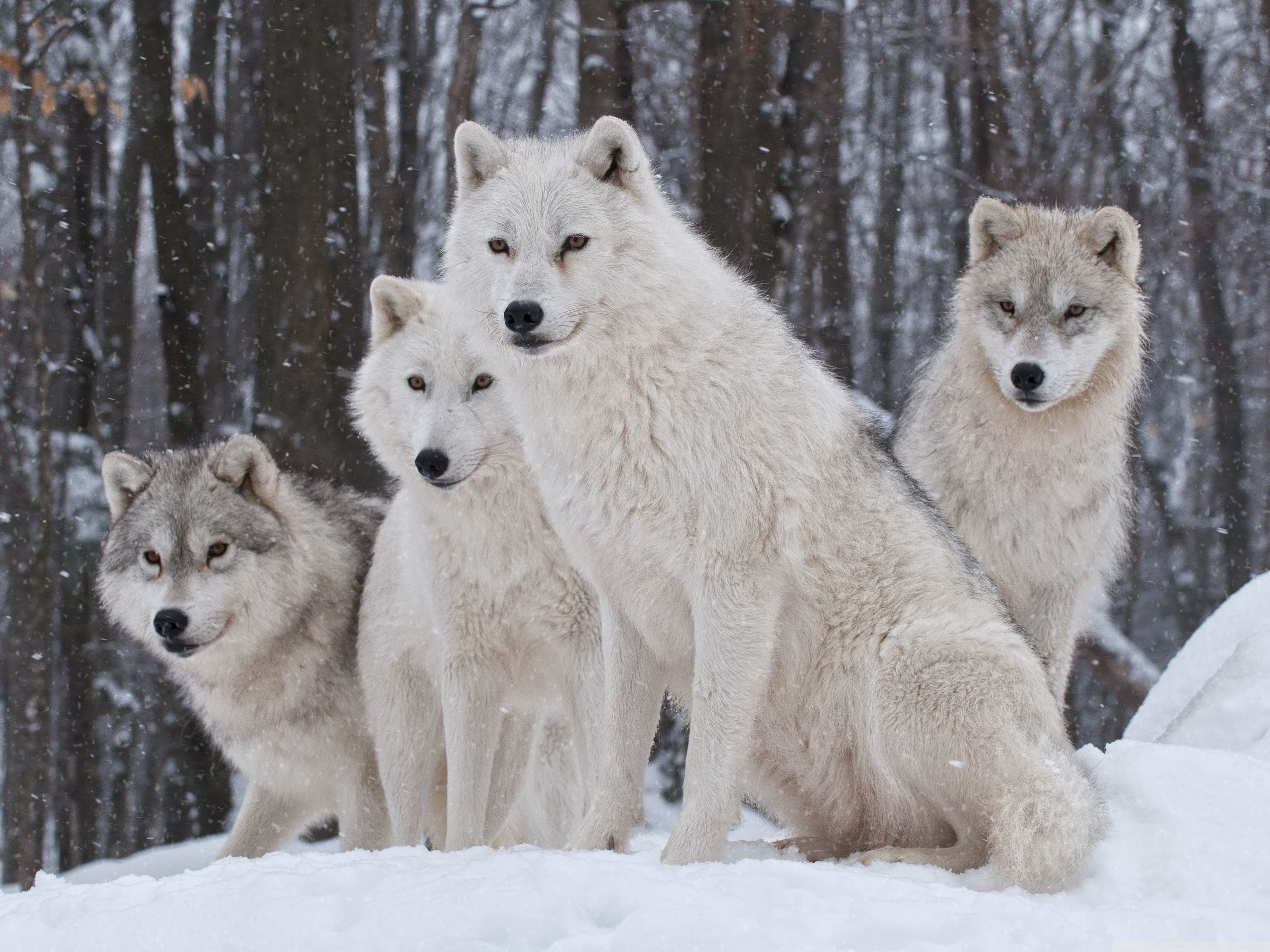 Wolf Pack Wallpaper Top Background