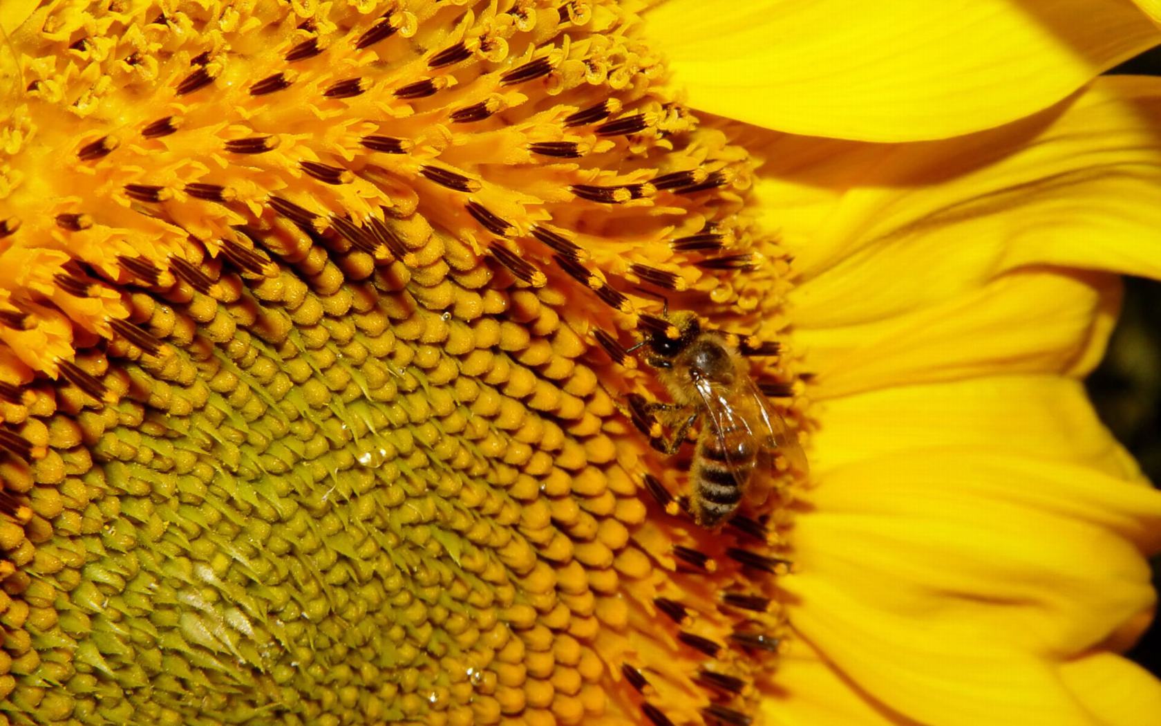 Bee Breed Honey Love Flower Wallpaper