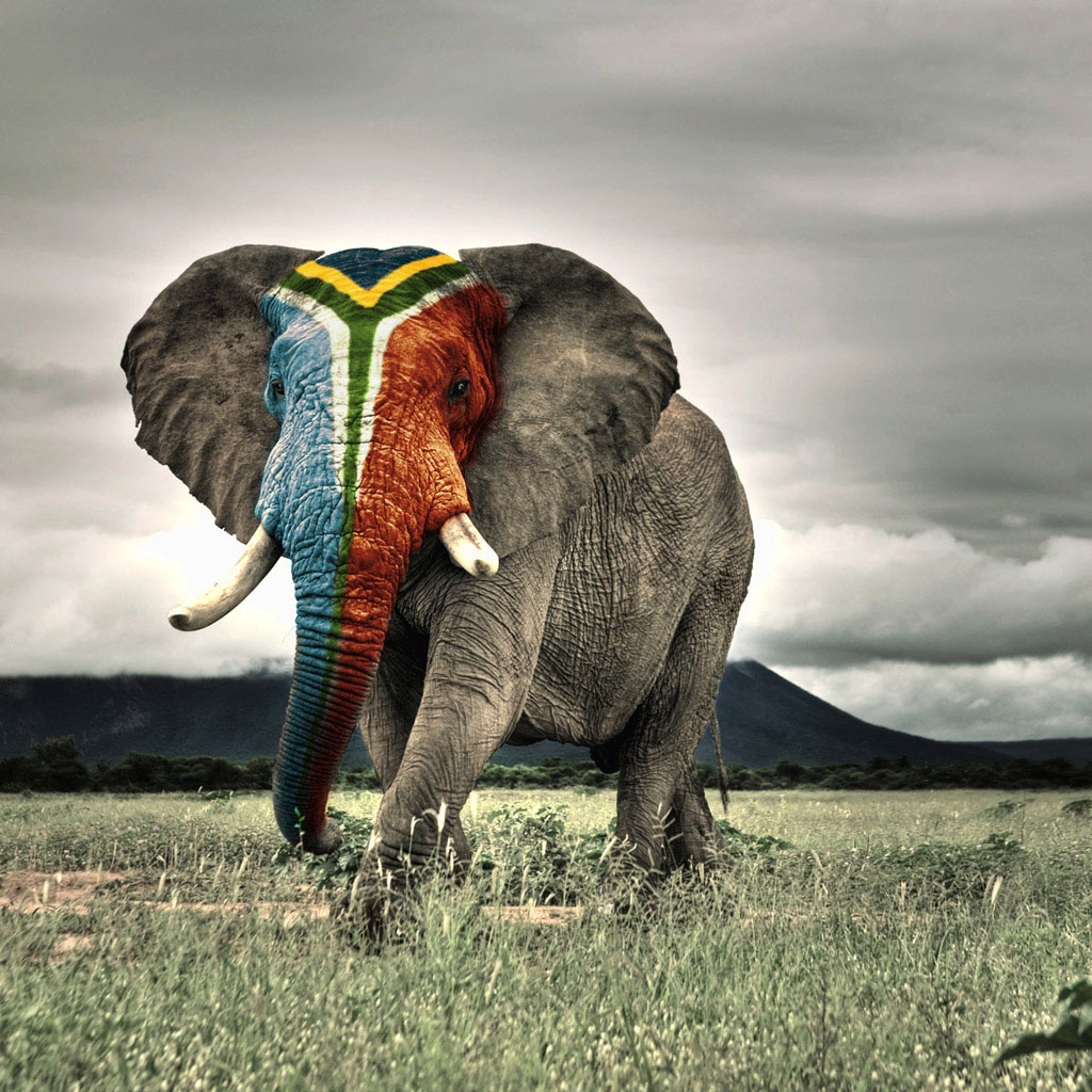 Wallpaper Elephant Animal iPad Mini HD
