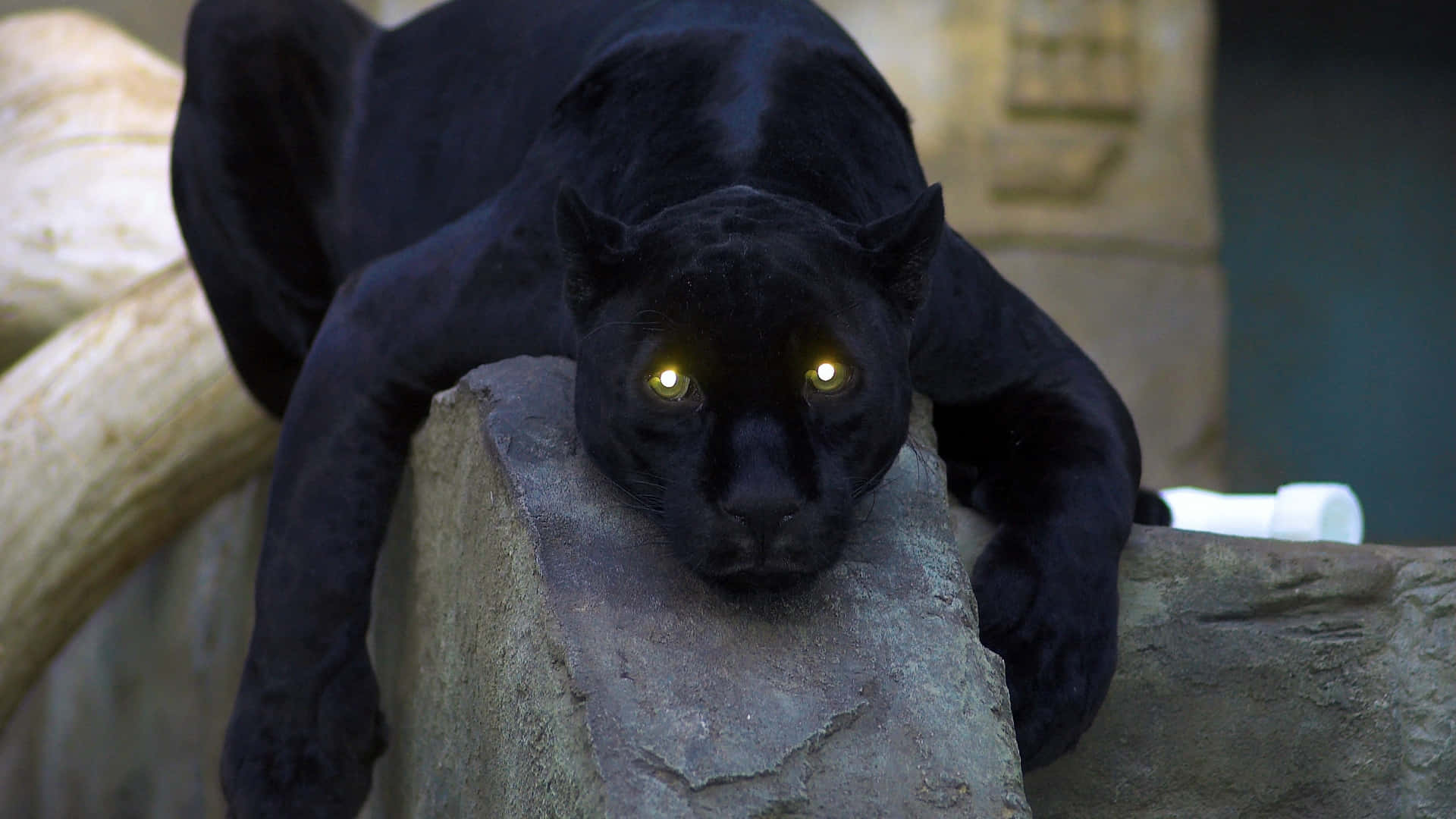 Dark Animals Wallpaper