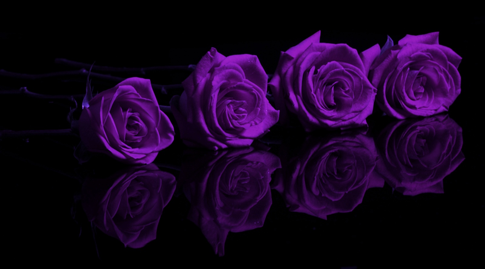 Free download Purple Rose Wallpapers Backgrounds Of 2 [1600x889] for