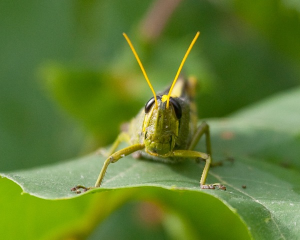 Grasshopper Photo Animal Pla HD