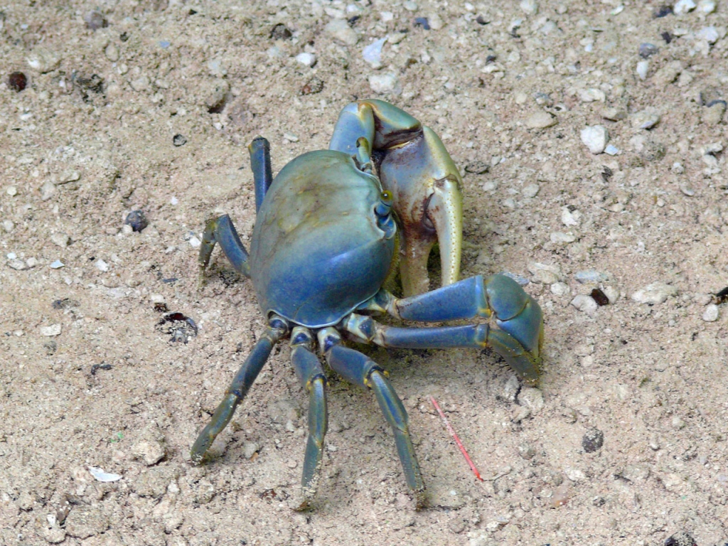 Blue Crab Desktop Wallpaper