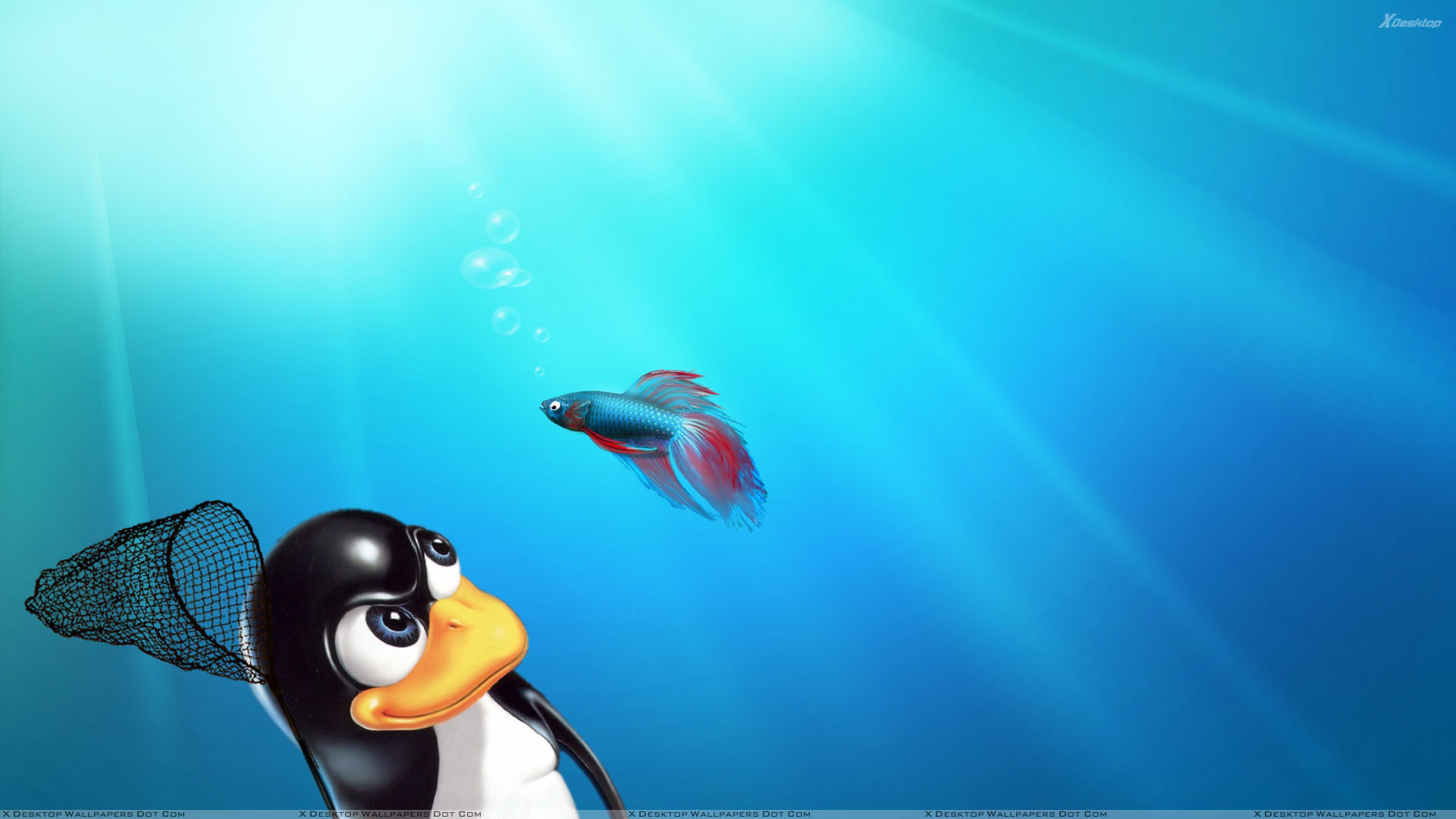 Linux Vs Windows Blue Background Wallpaper