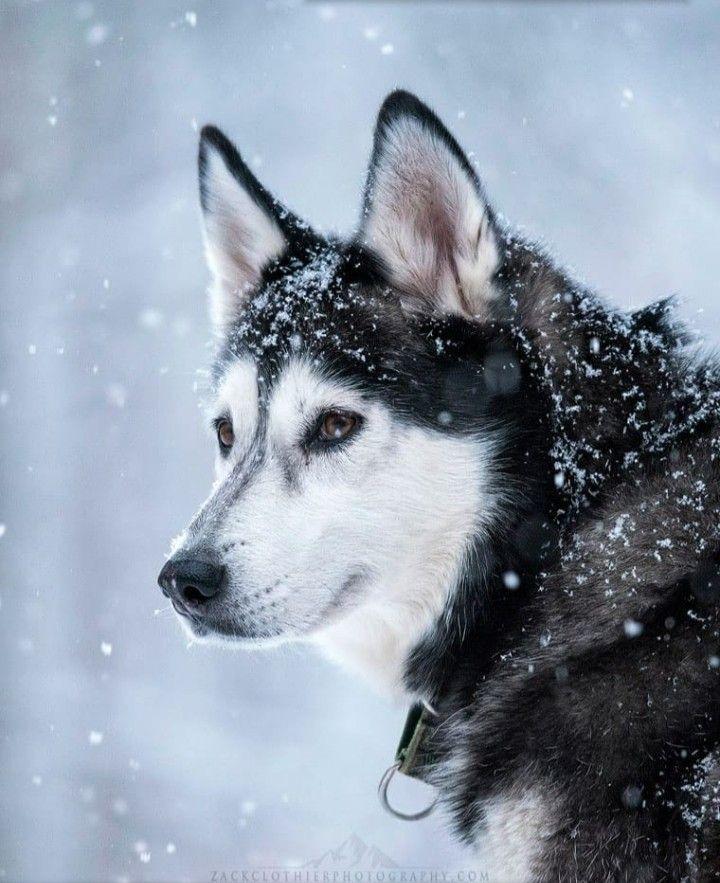 Doris Koebig On Huskies Husky Dogs With Blue Eyes