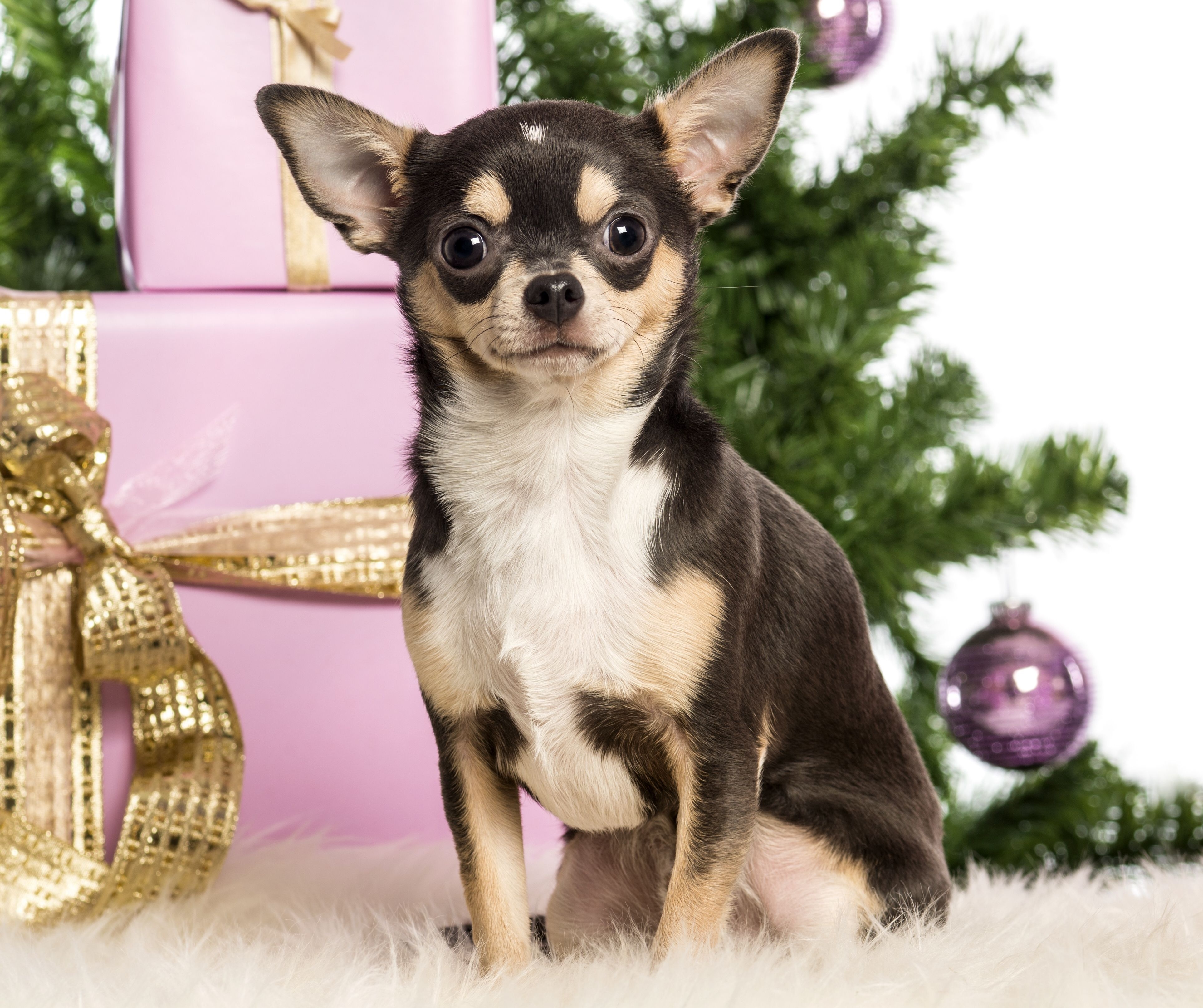 Chihuahua New Year Boxes Gifts Christmas Wallpaper