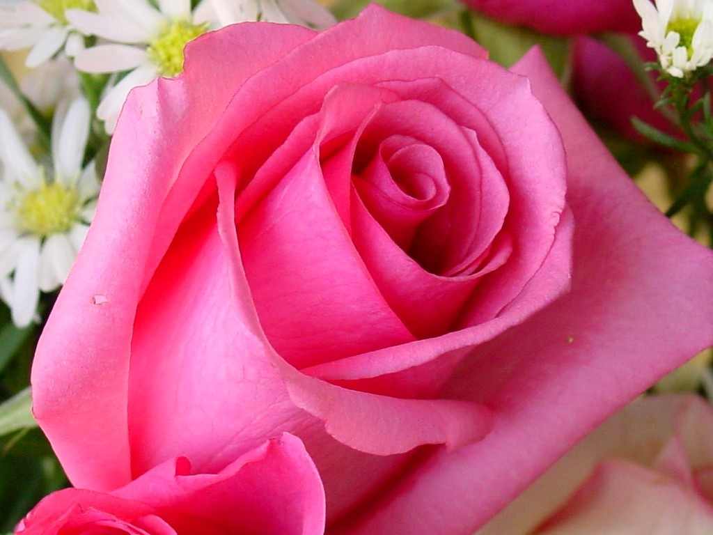 Free download Pink Rose Flower Wallpapers [1024x768] for your Desktop,  Mobile & Tablet | Explore 73+ Pink Rose Flower Wallpaper | Pink Rose  Background, Rose Pink Wallpaper, Rose Pink Background