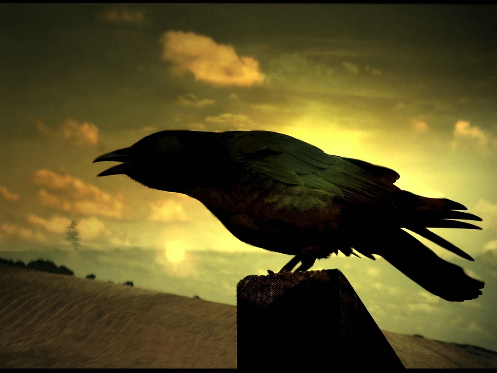 Black Crow At Night HD Wallpaper