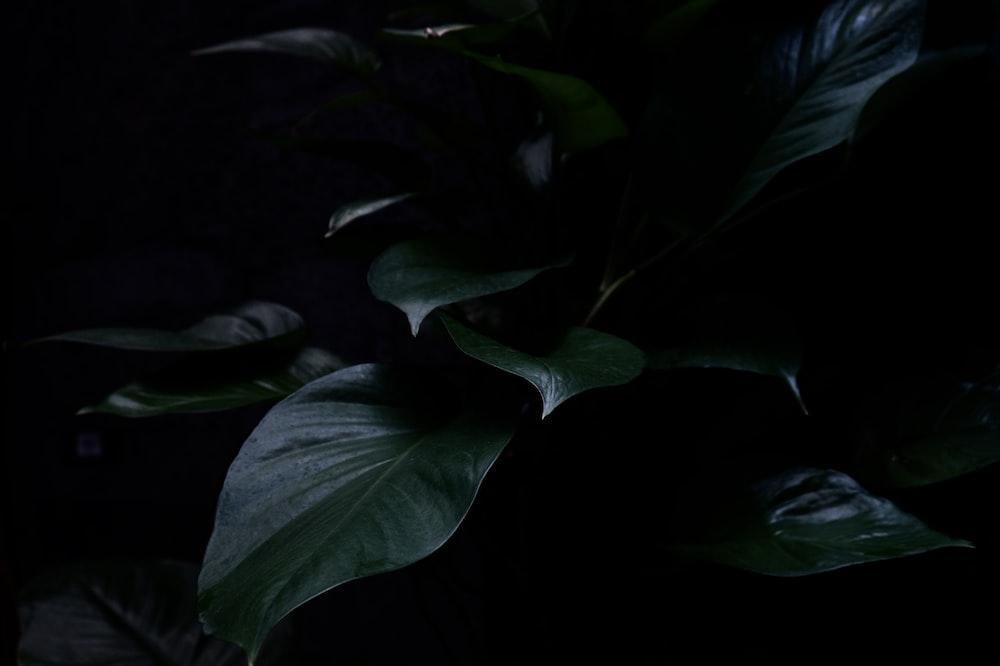 Green Leaves In Dark Room Photo Grey Image