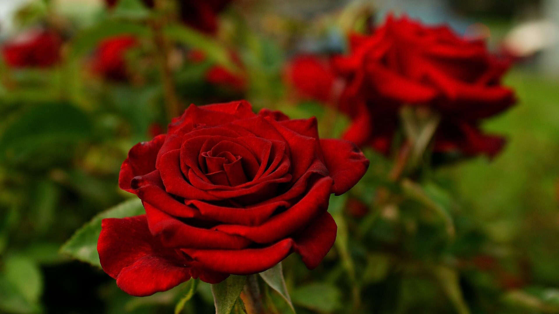 HD Rose Wallpaper For Desktop