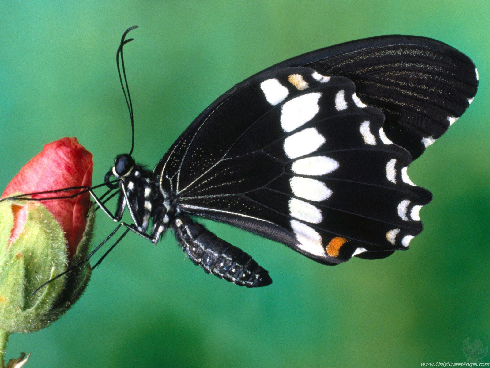 beautiful butterflies wallpaper OnlySweetAngelcom