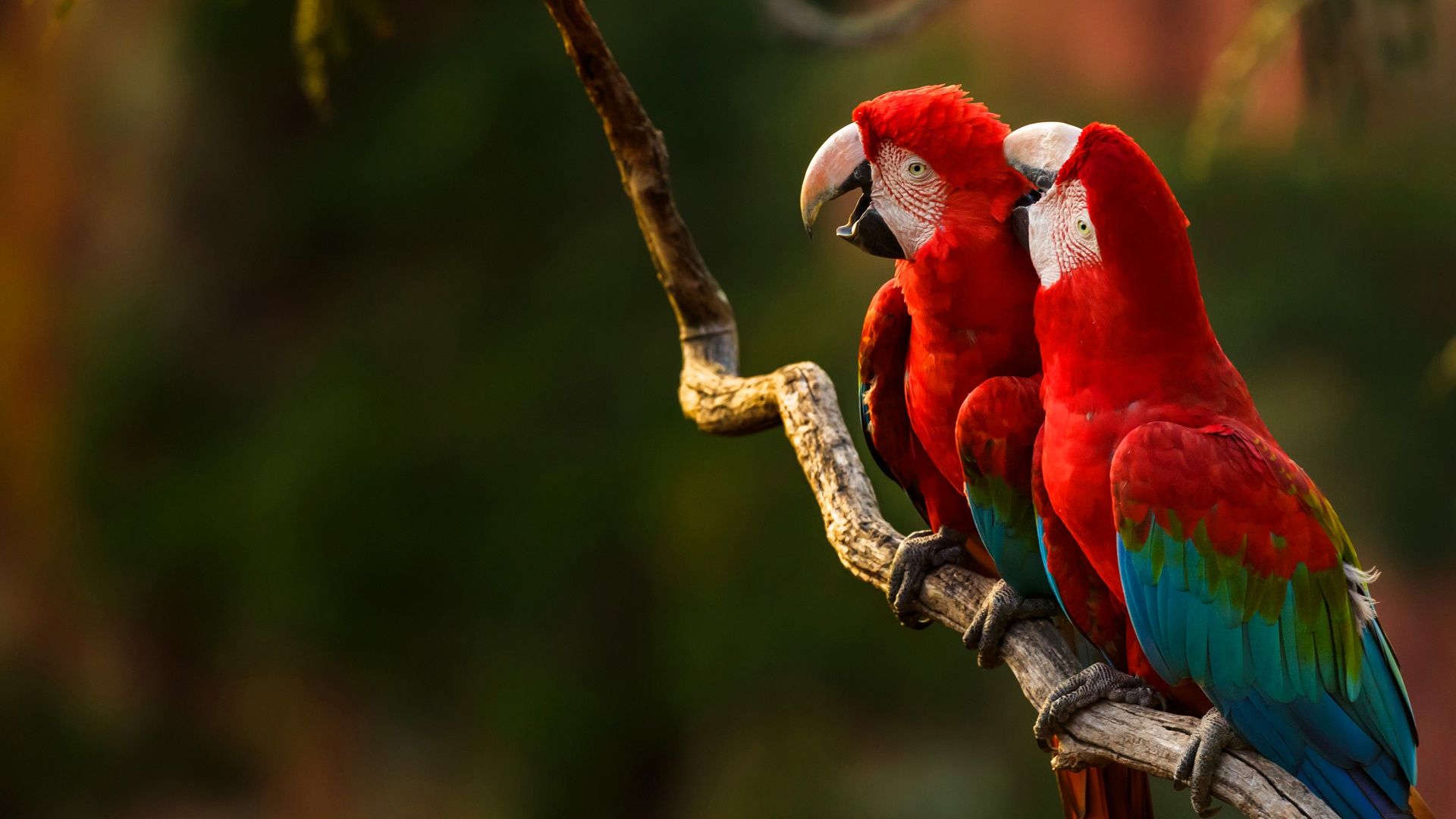Colorful Macaw Parrots - Stunning Birds in 4K 🐦Sleep Relax Forest Ambient  Sounds 4K TV Screensaver - YouTube