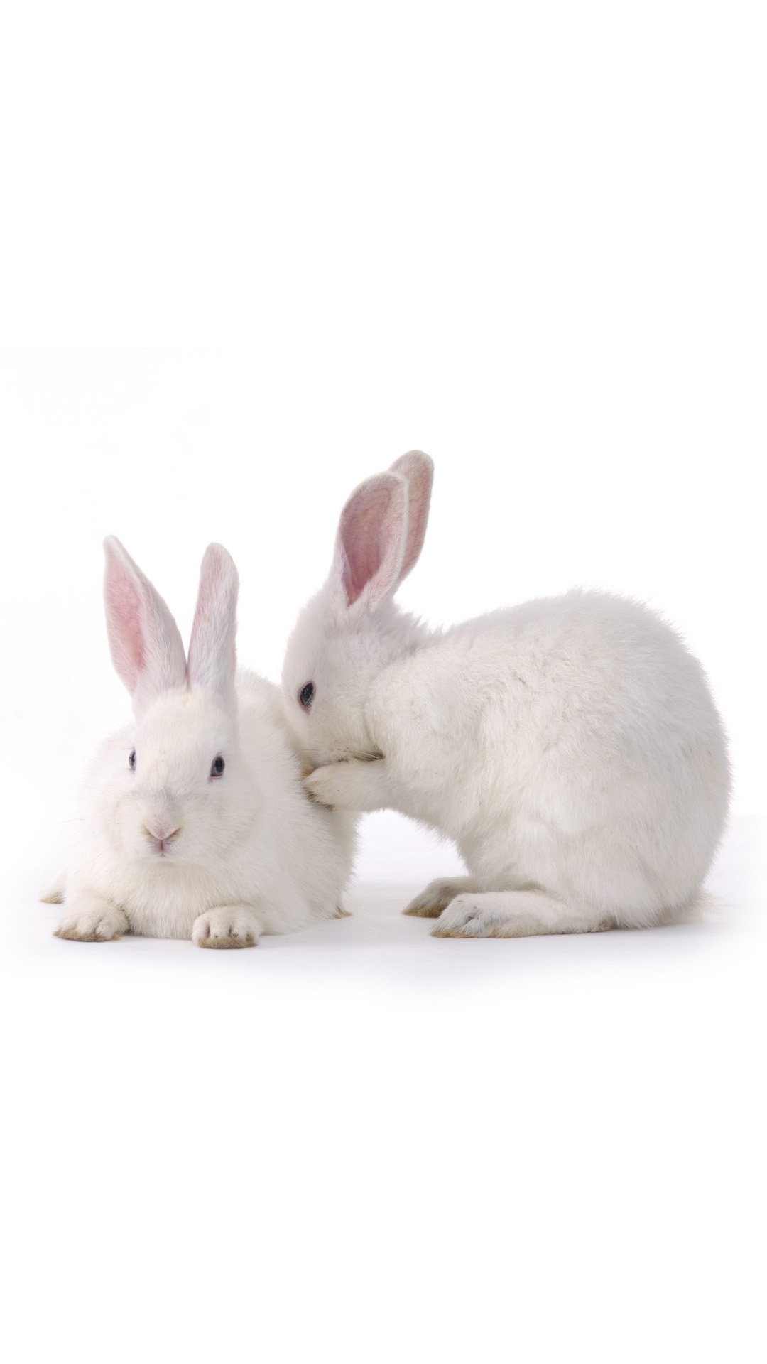 White Rabbit Galaxy S4 Wallpaper HD