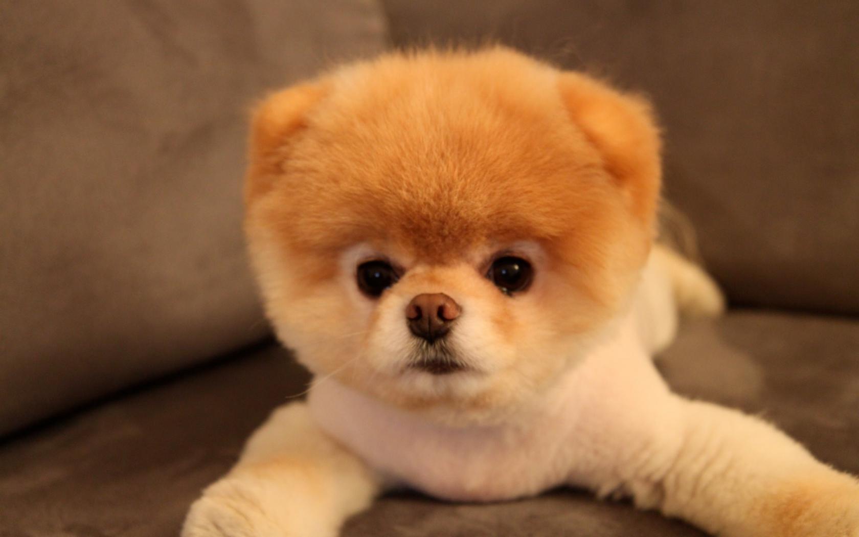 Animals Dogs Pets Pomeranian Boo Wallpaper