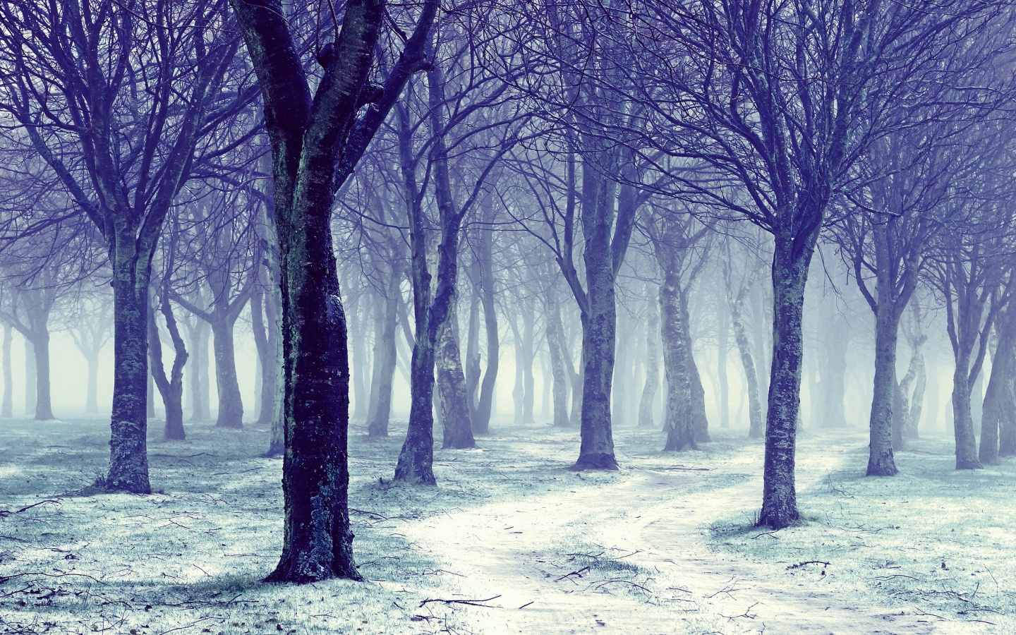 Nature Snowy Winter Forest Trees Wallpaper