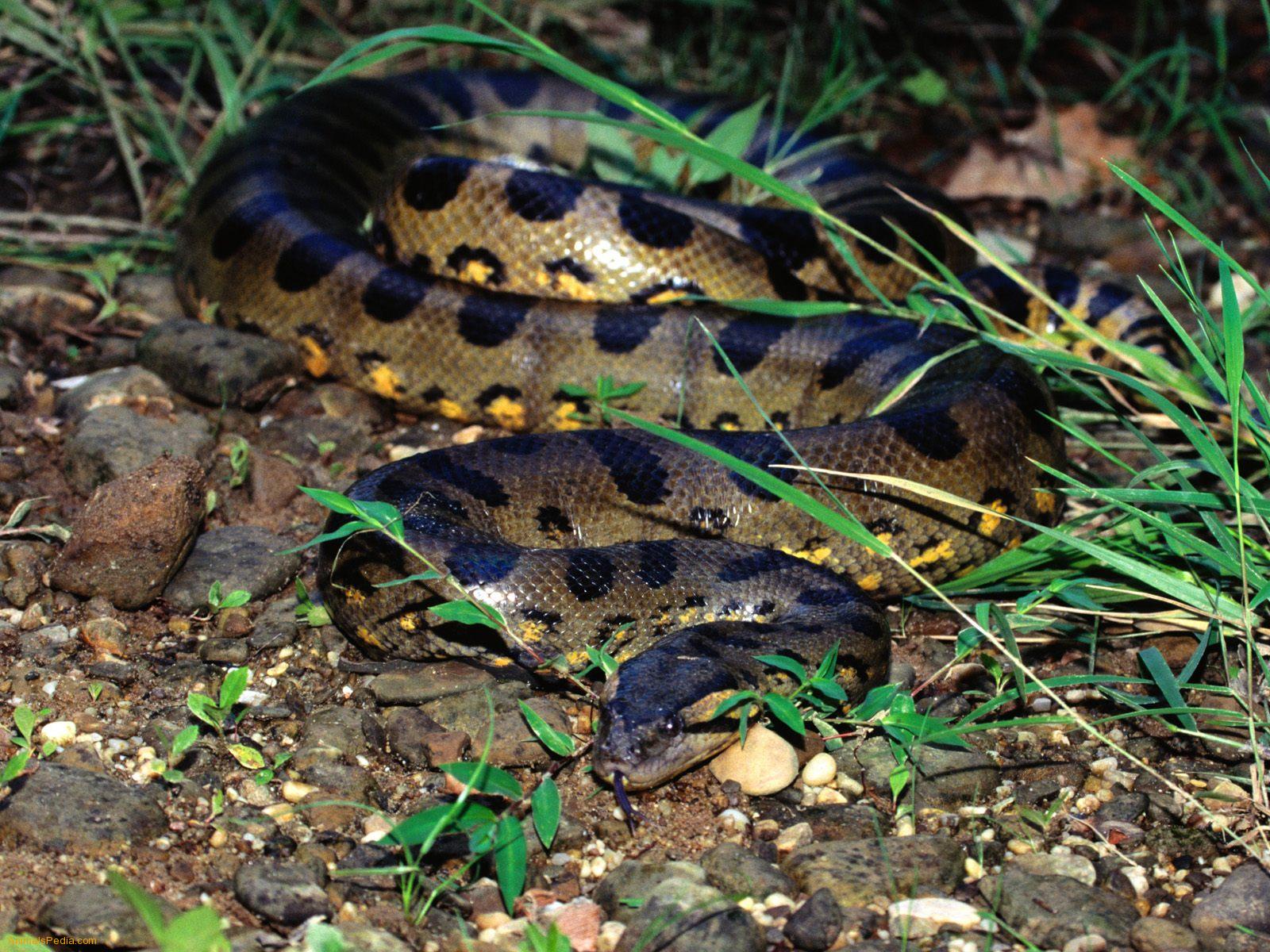 HD Anaconda Wallpaper