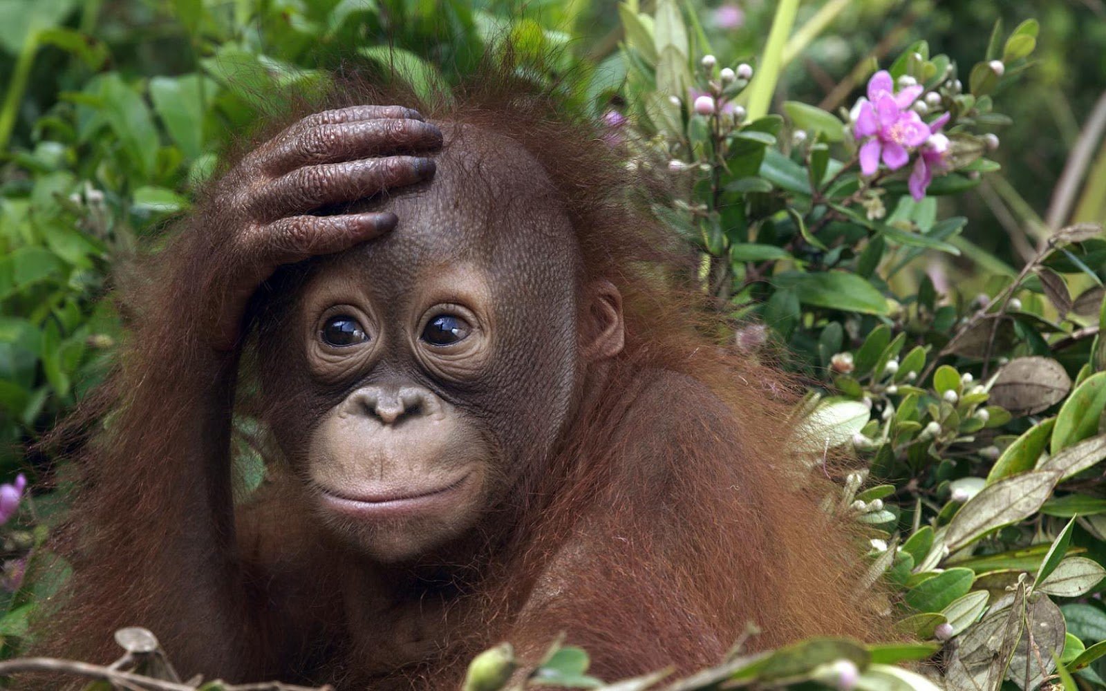 Wallpaper of a cute orangutan baby HD Animals Wallpapers