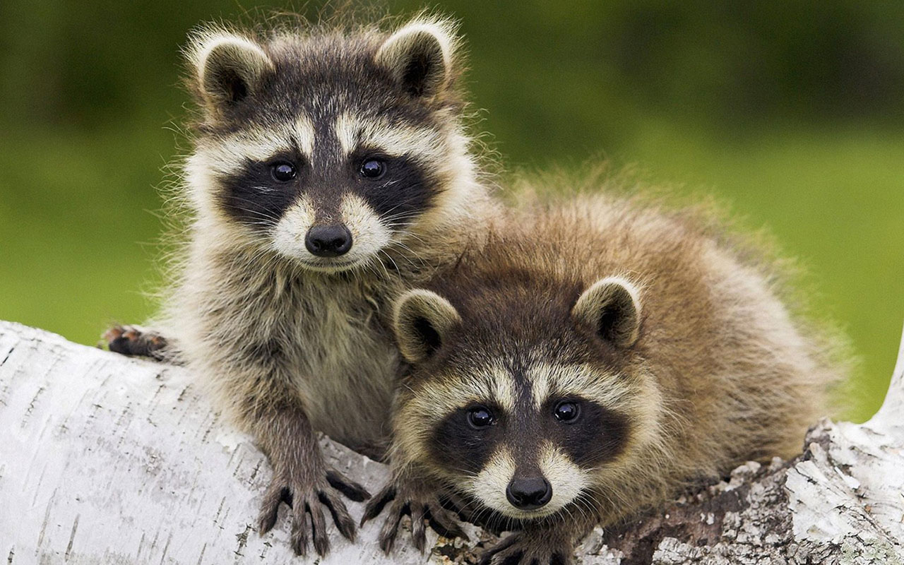 Minnesota Small Raccoon Desktop Wallpaper Animal