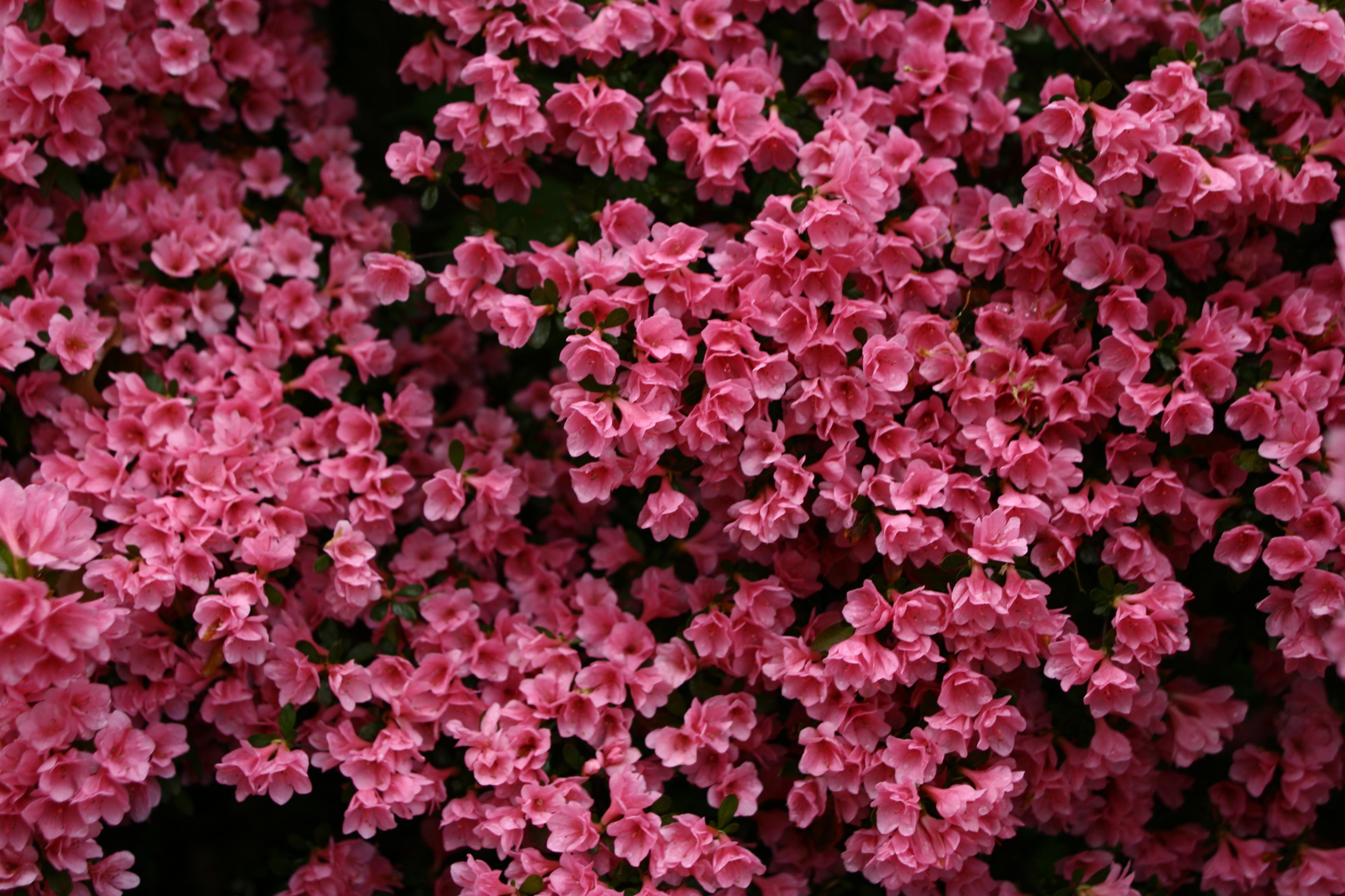 FileBeautiful pink spring flowers West Virginia ForestWander
