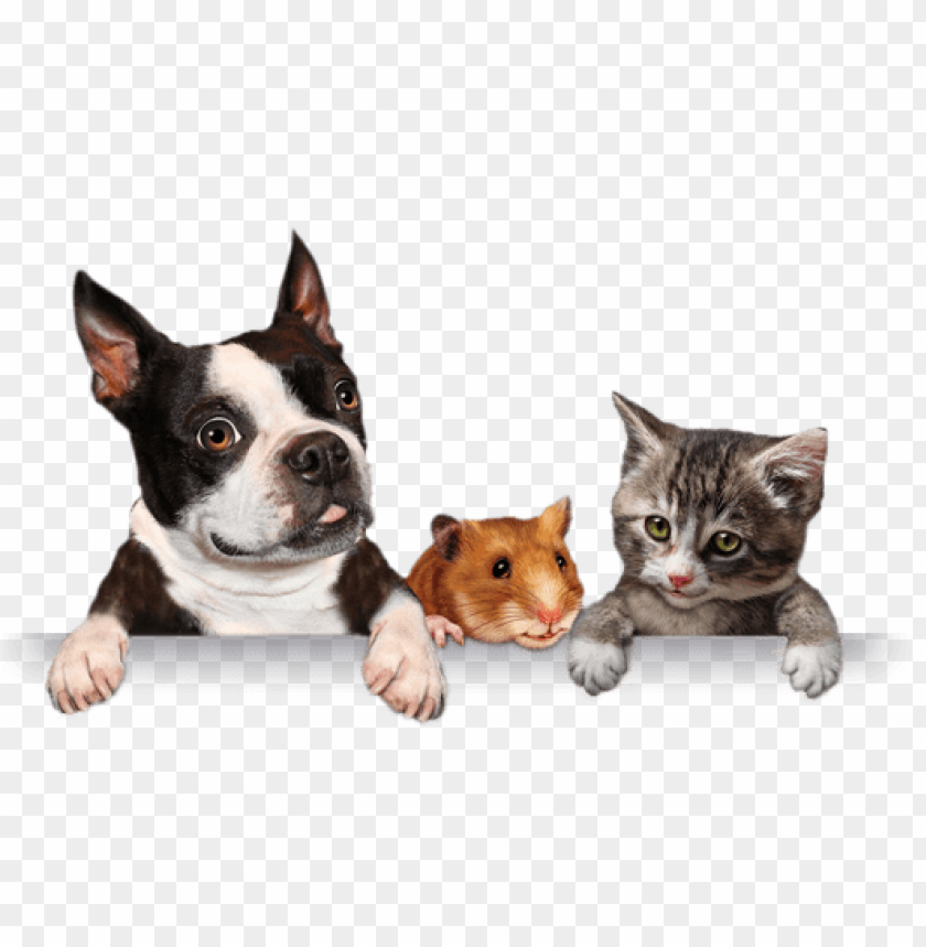 Banner Shadow Pets Png Image With Transparent Background Toppng