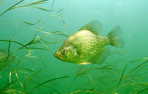 Crappie Wallpaper For Your Puter