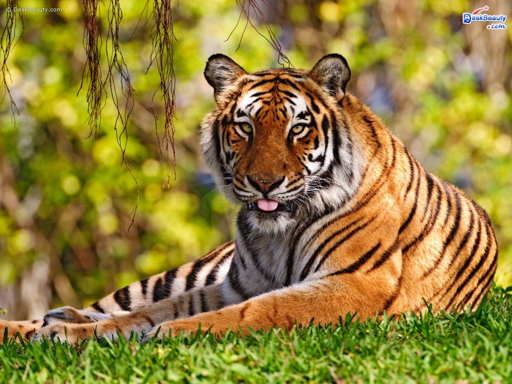 Cute Tiger Animal Wallpaper Best