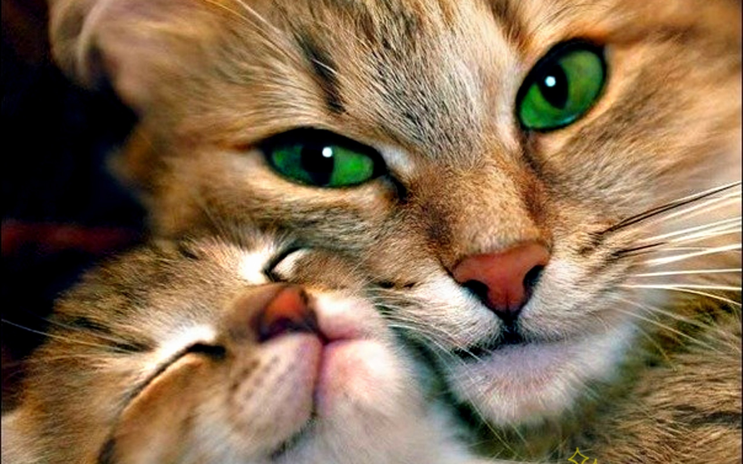 Wallpaper Cute Cats Kittens HD Desktop 4k