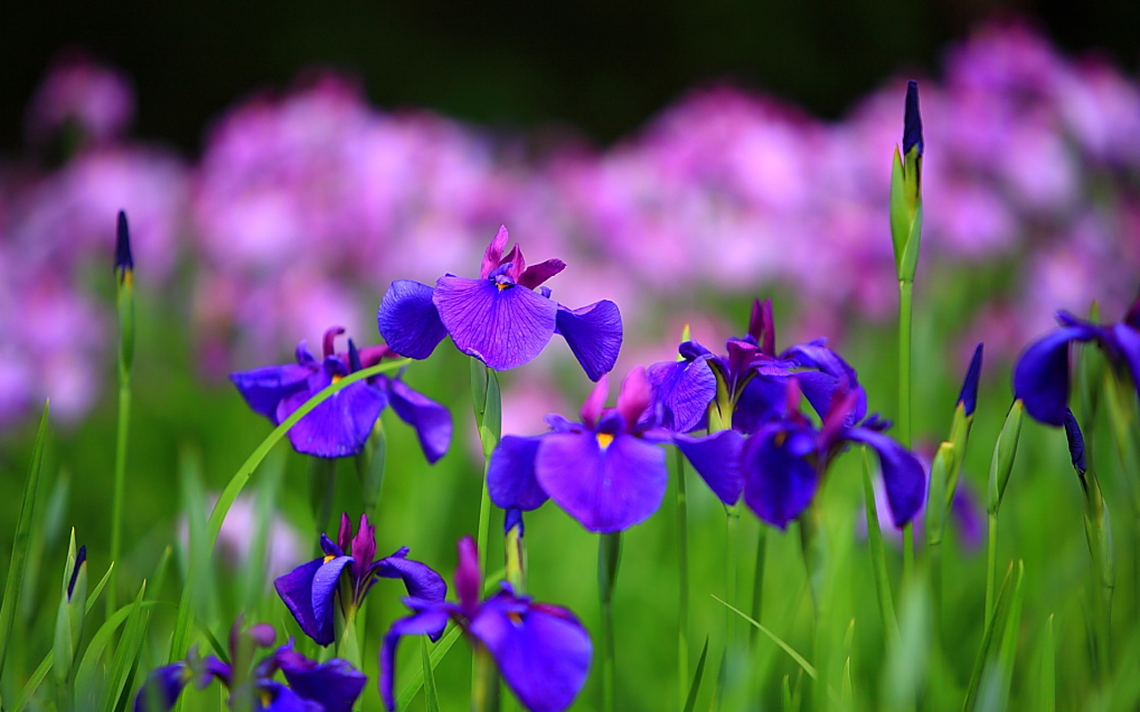 Iris Flower Japanese Photography Very