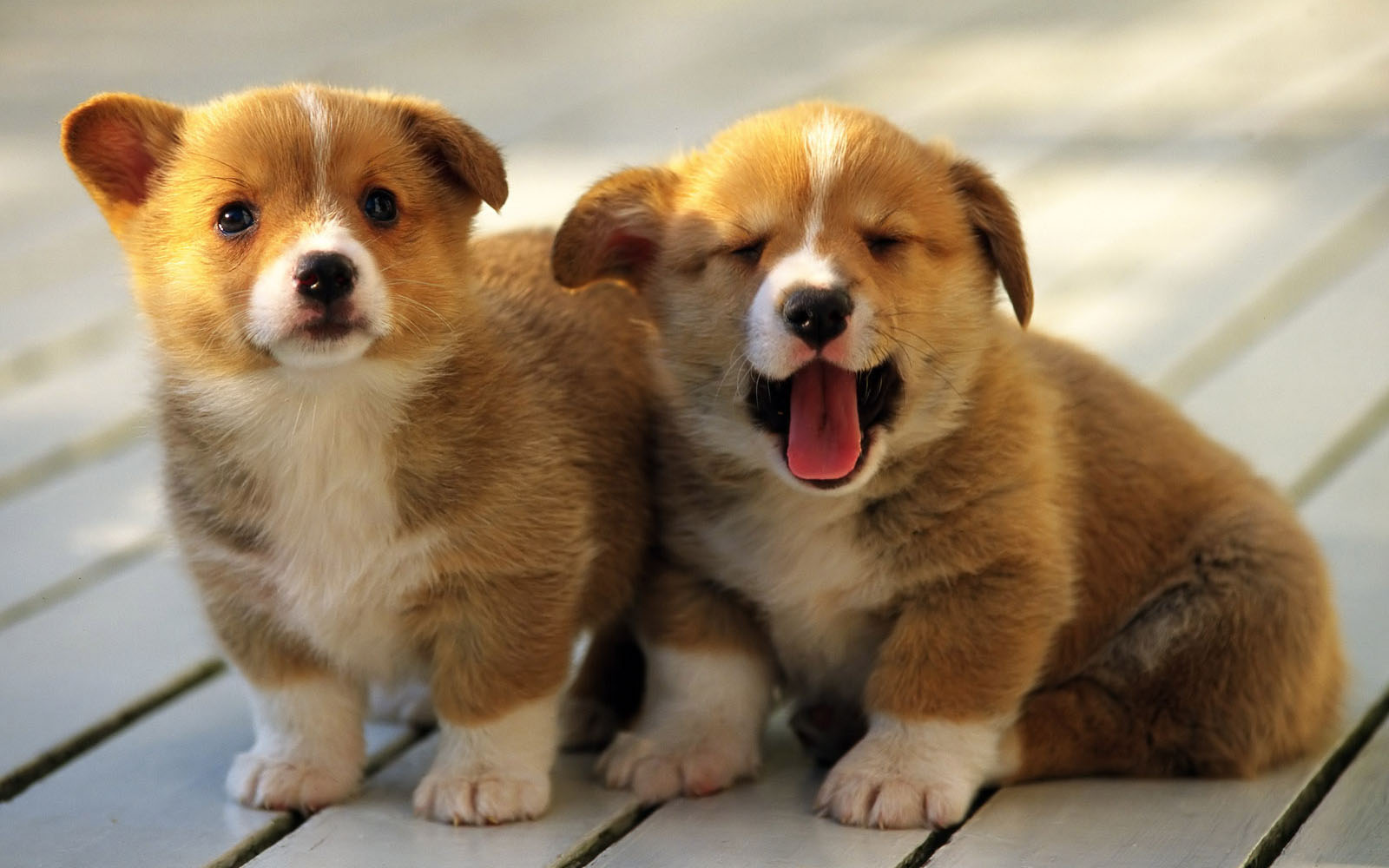 Desktop Wallpaper Puppies