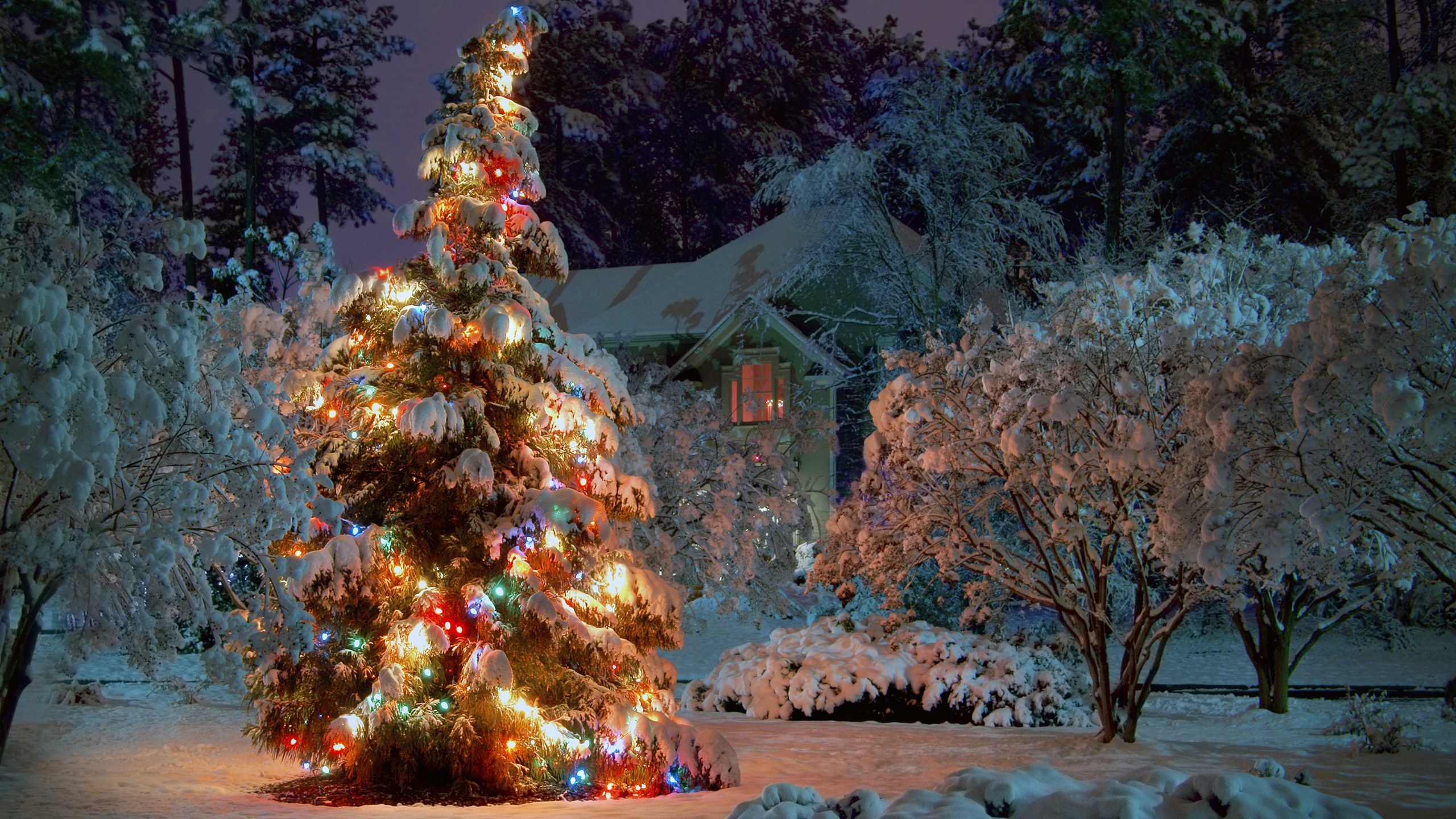Outdoor Christmas Tree Desktop Pc And Mac