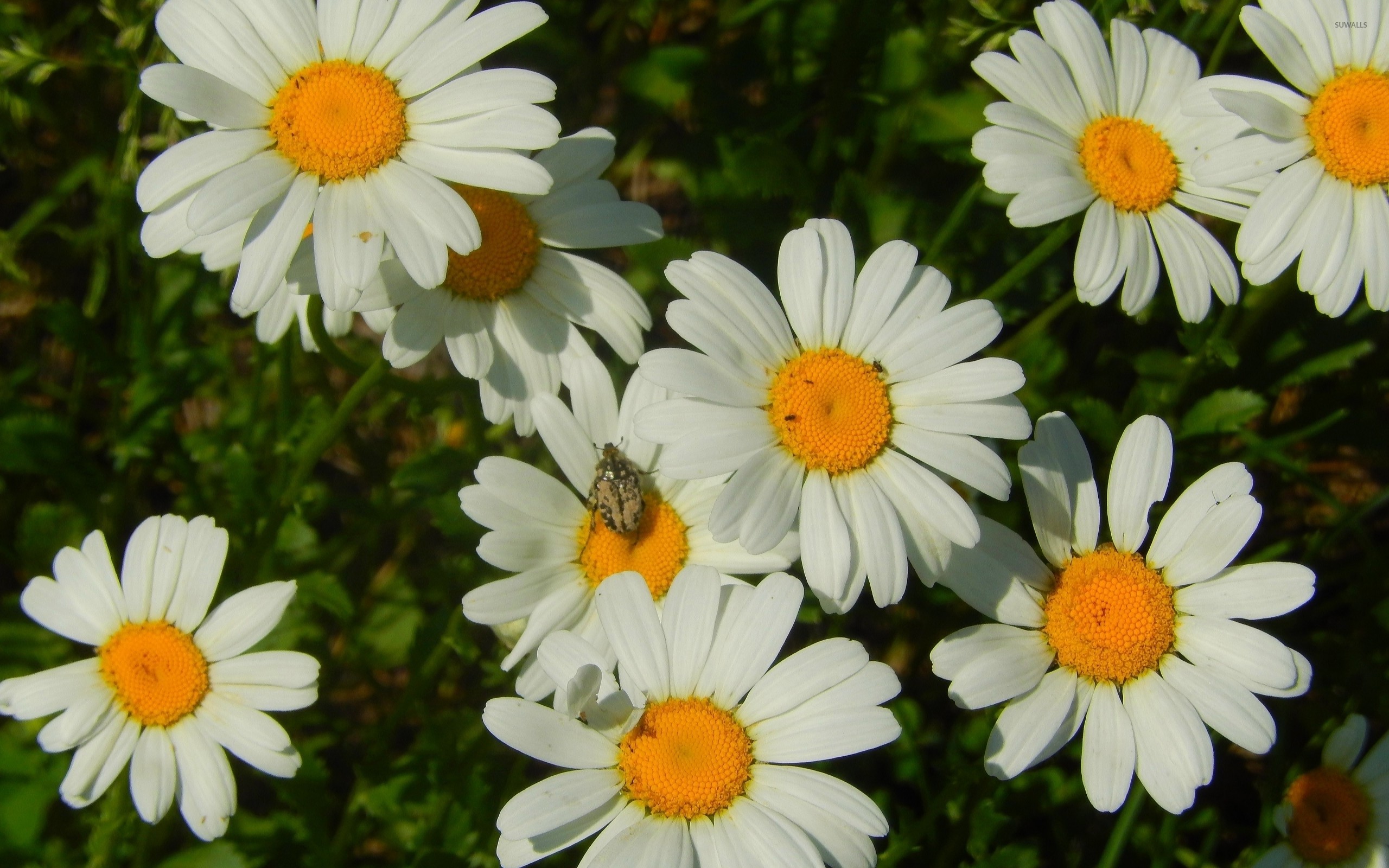 Daisy Flower Wallpaper