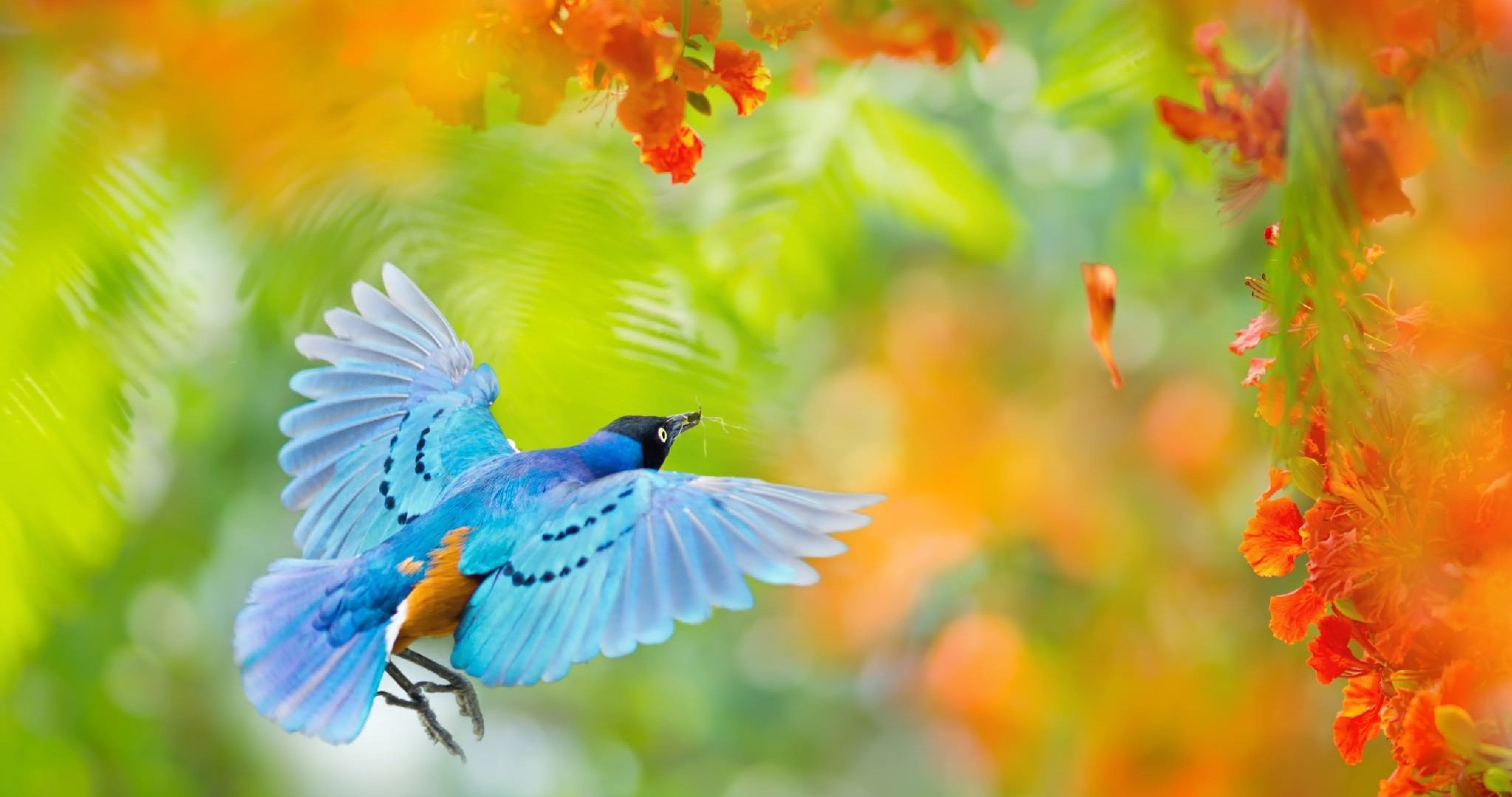 Flying Bird In Africa 4k Ultra HD Wallpaper