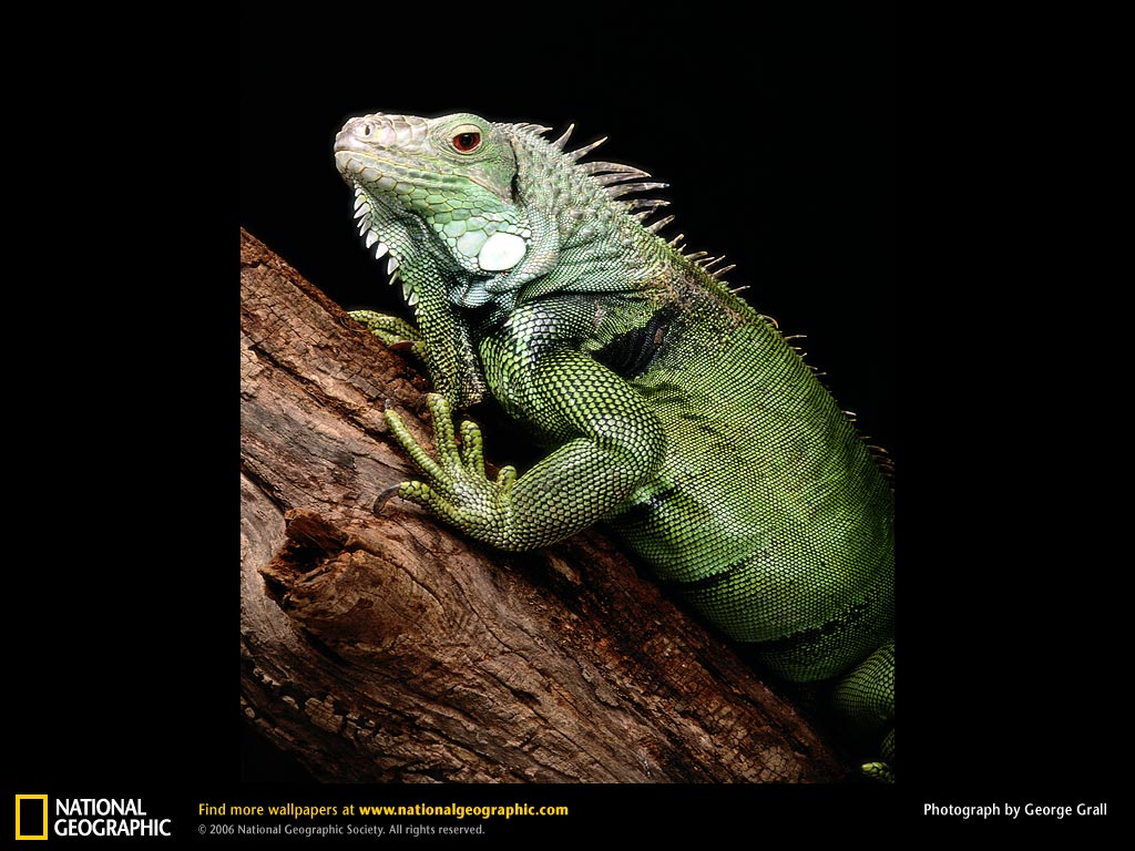 Green Iguana Picture Desktop Wallpaper
