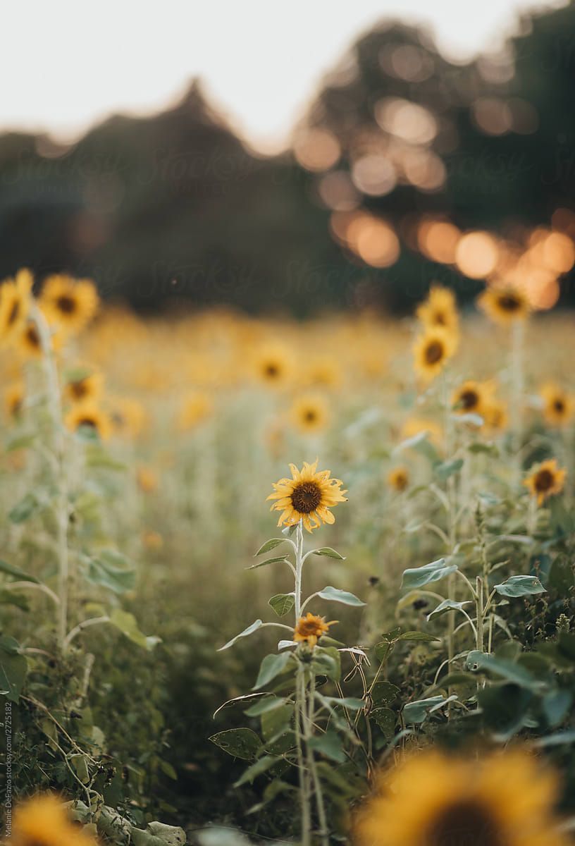 Sunflower Field by Melanie DeFazio Sunflower fields Summer
