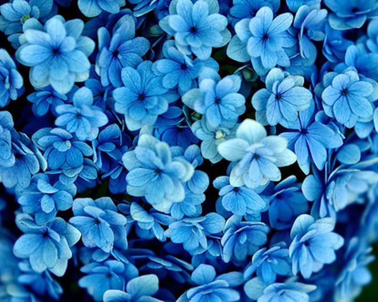 Blue Flower Aesthetic Desktop Wallpaper On