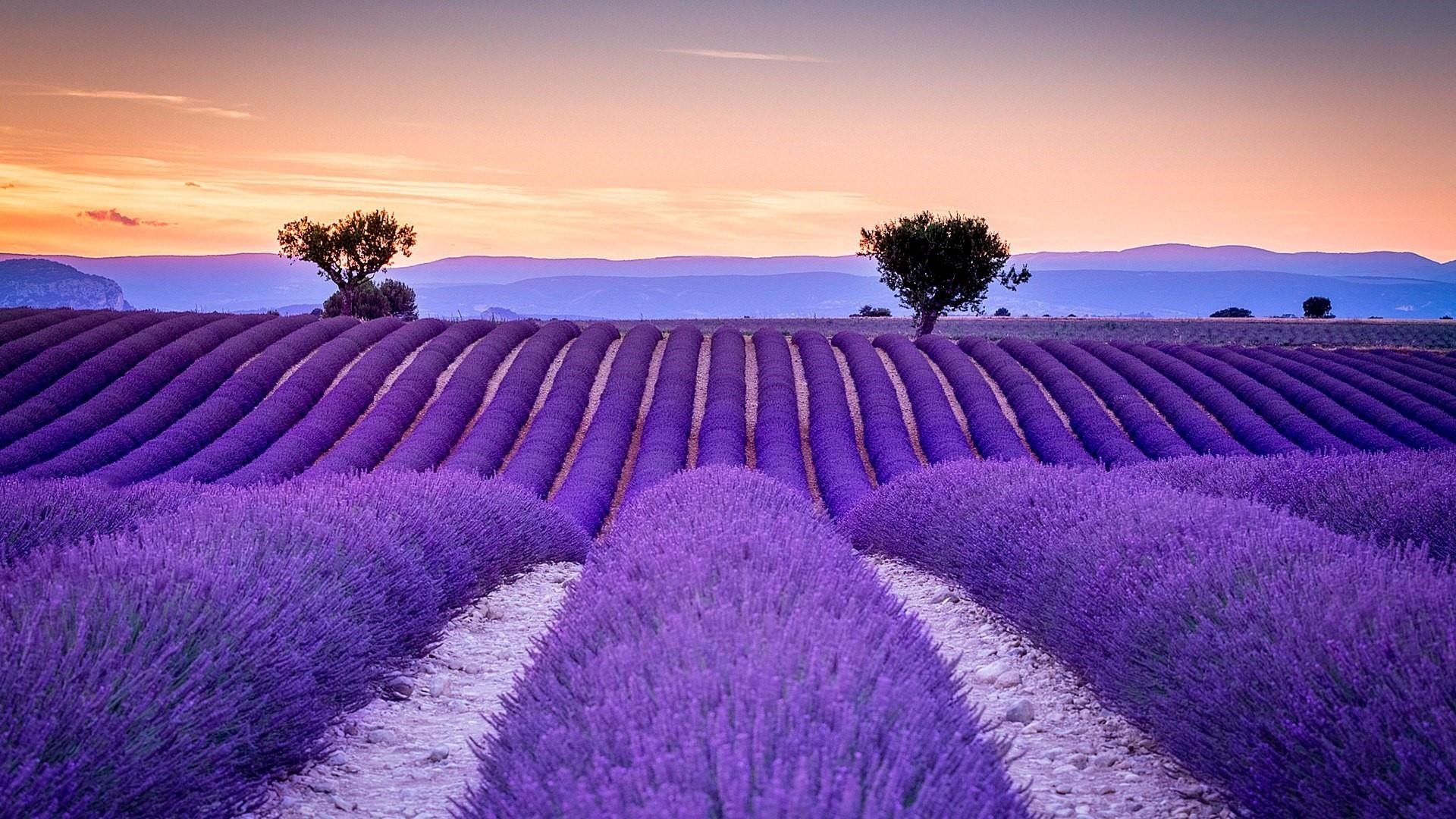 Lavender Desktop Wallpaper On
