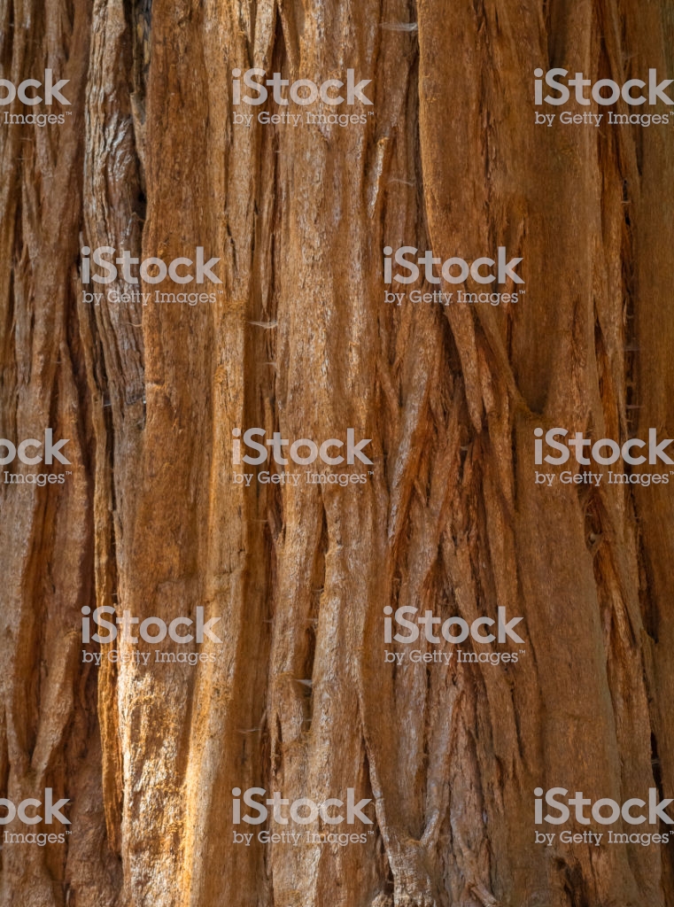 Free download Sequoia Tree Background Sequoiadendron Giganteum Giant
