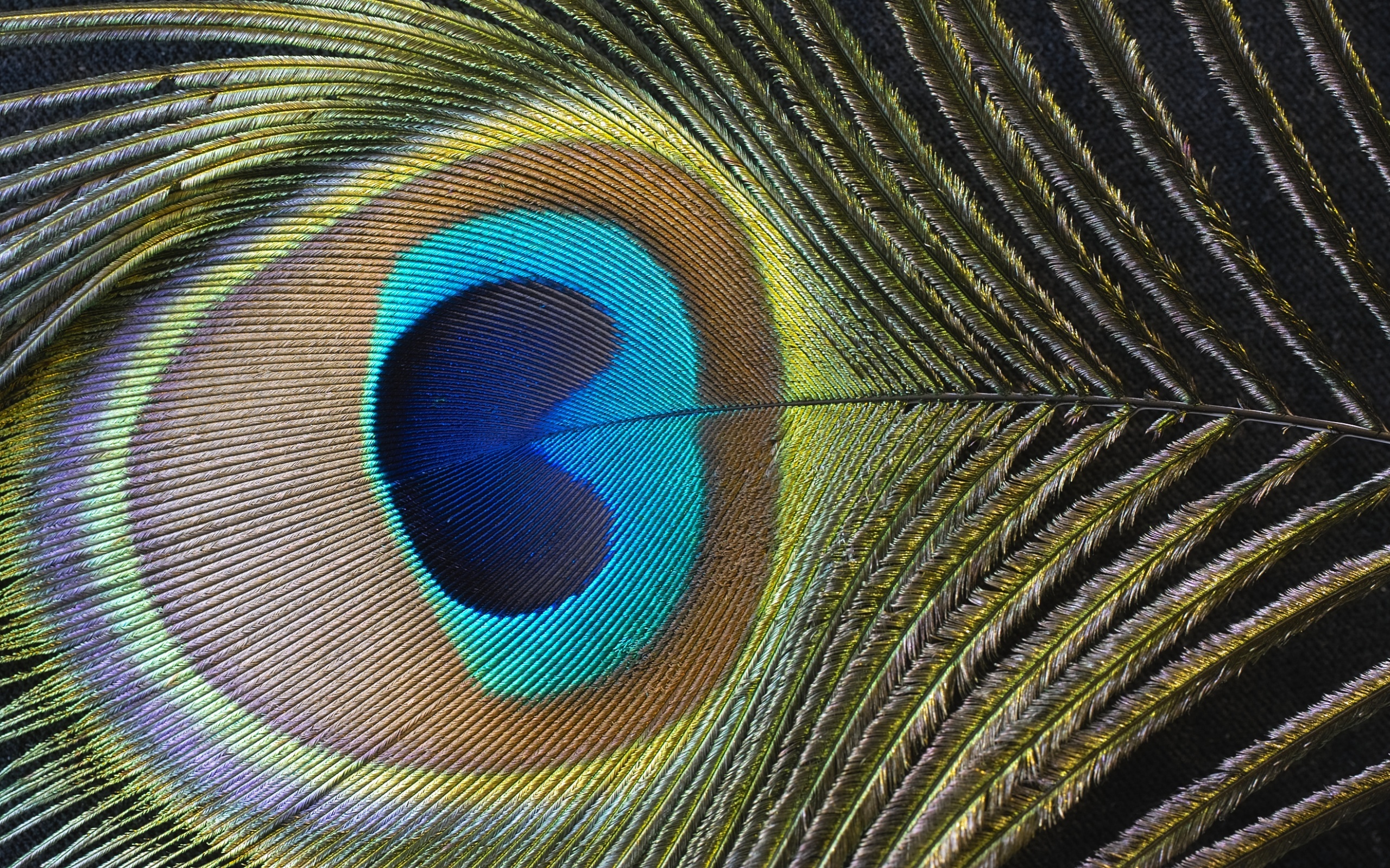 Wallpaper Feather A Peacock Color Textures