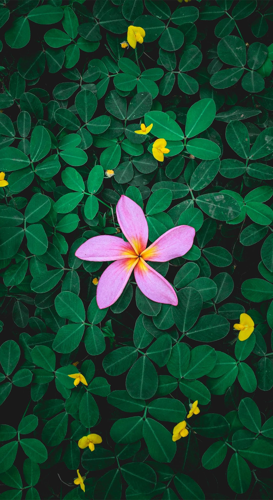 Ambiance Beautiful Flower Mobile Wallpaper Leafs Green