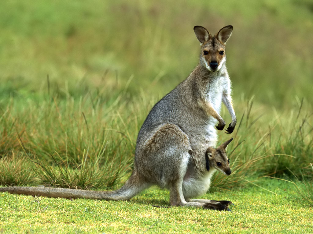 Kangaroo Wallpaper X